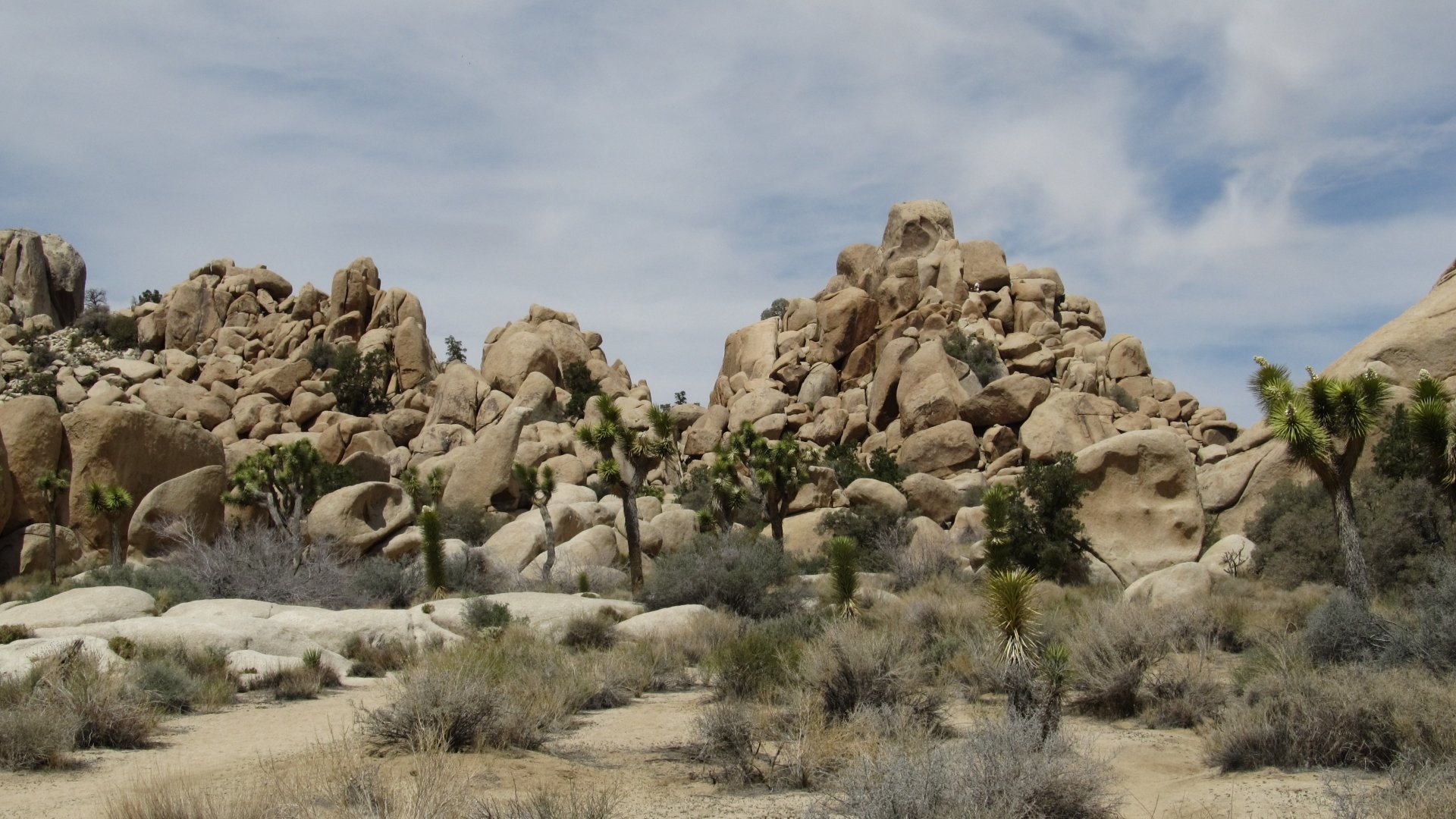 Awesome Joshua Tree National Park free background ID:254725 for full hd 1920x1080 desktop