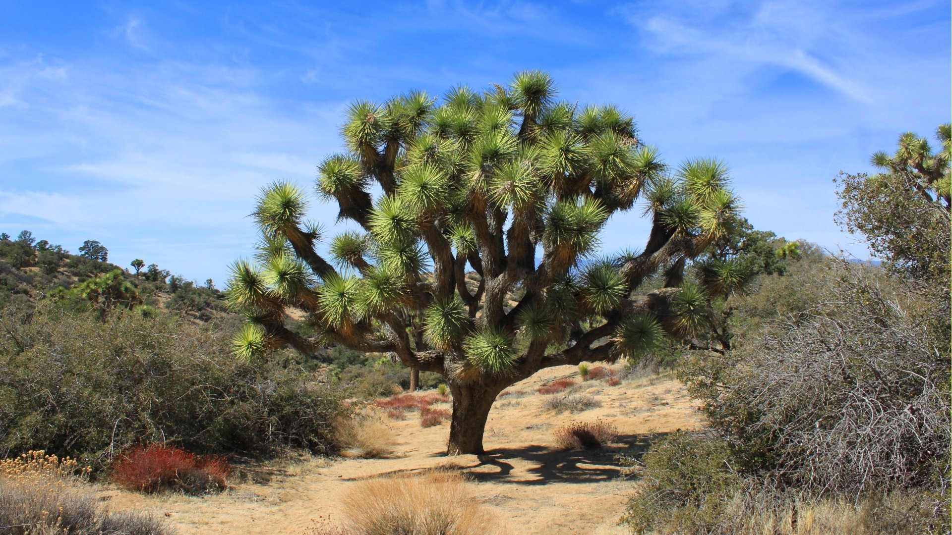 Best Joshua Tree National Park background ID:254728 for High Resolution full hd 1920x1080 computer