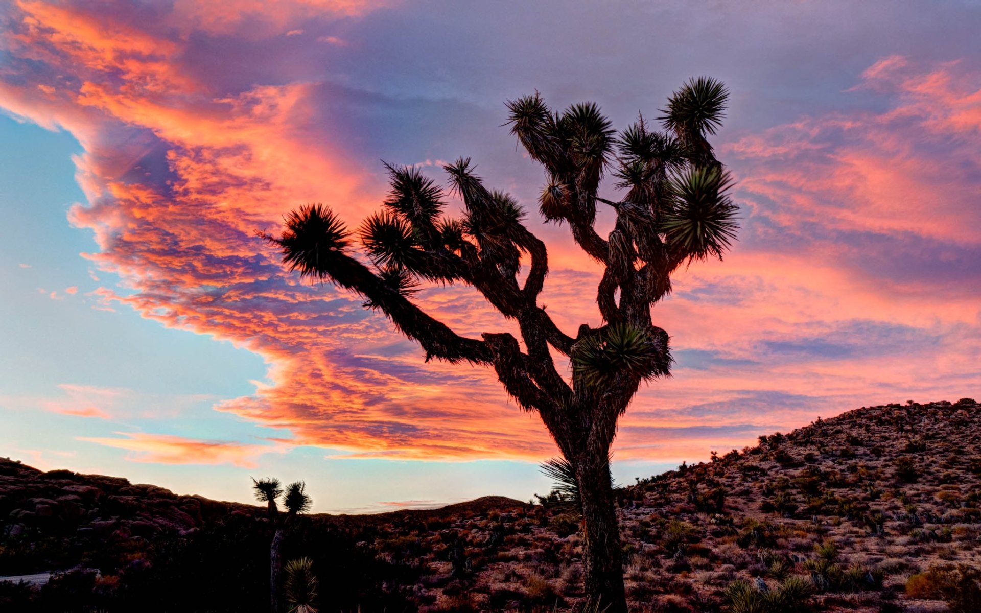 High resolution Joshua Tree National Park hd 1920x1200 background ID:254696 for PC