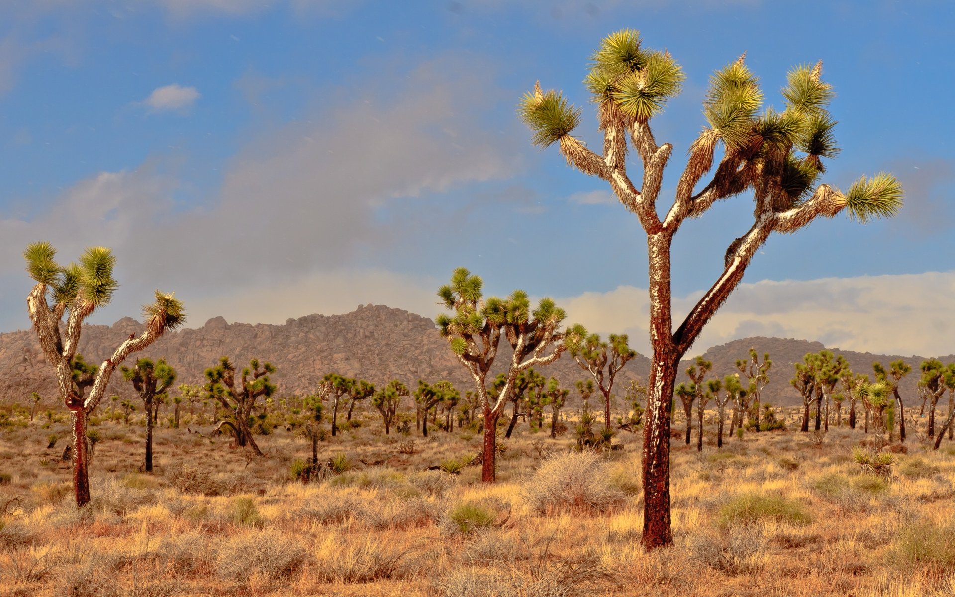 Free download Joshua Tree National Park background ID:254732 hd 1920x1200 for desktop