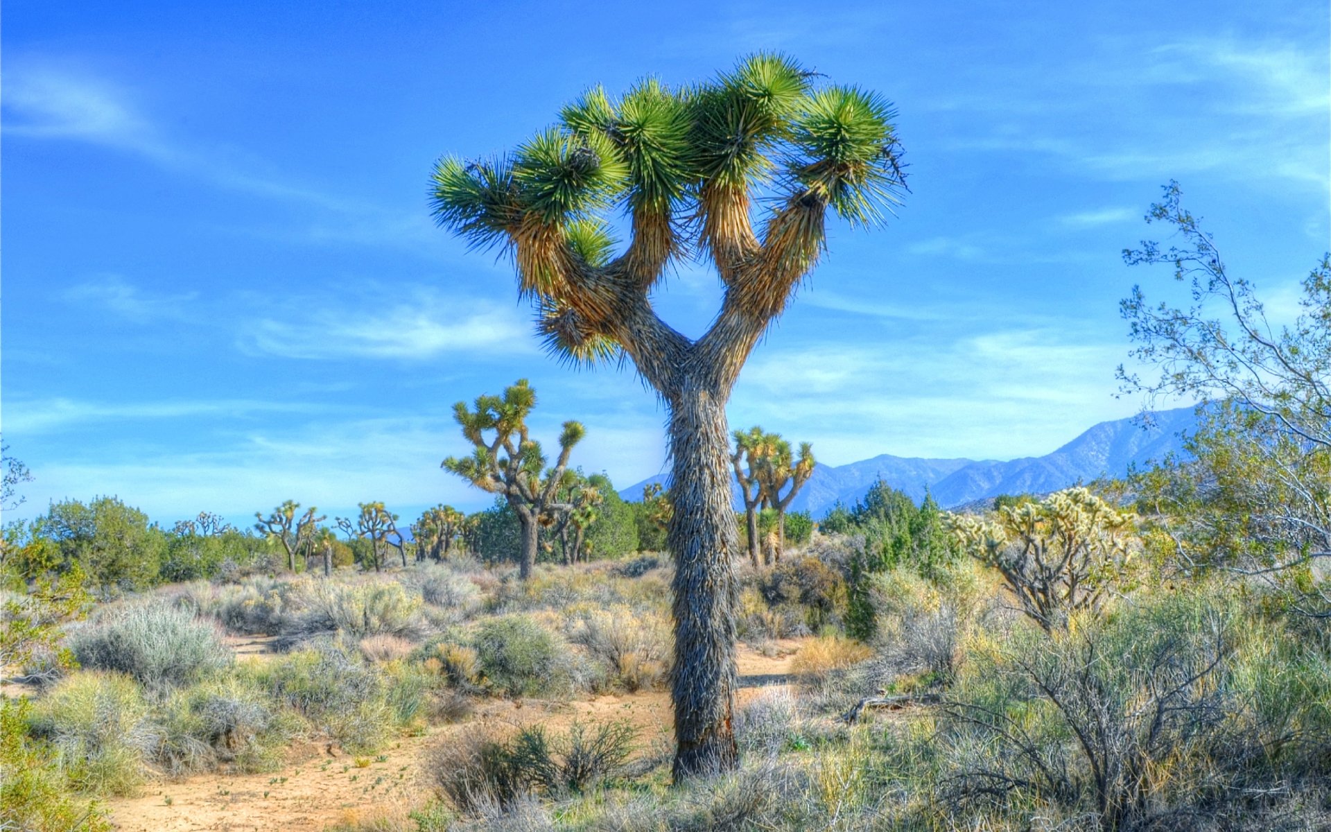 Free Joshua Tree National Park high quality background ID:254763 for hd 1920x1200 computer