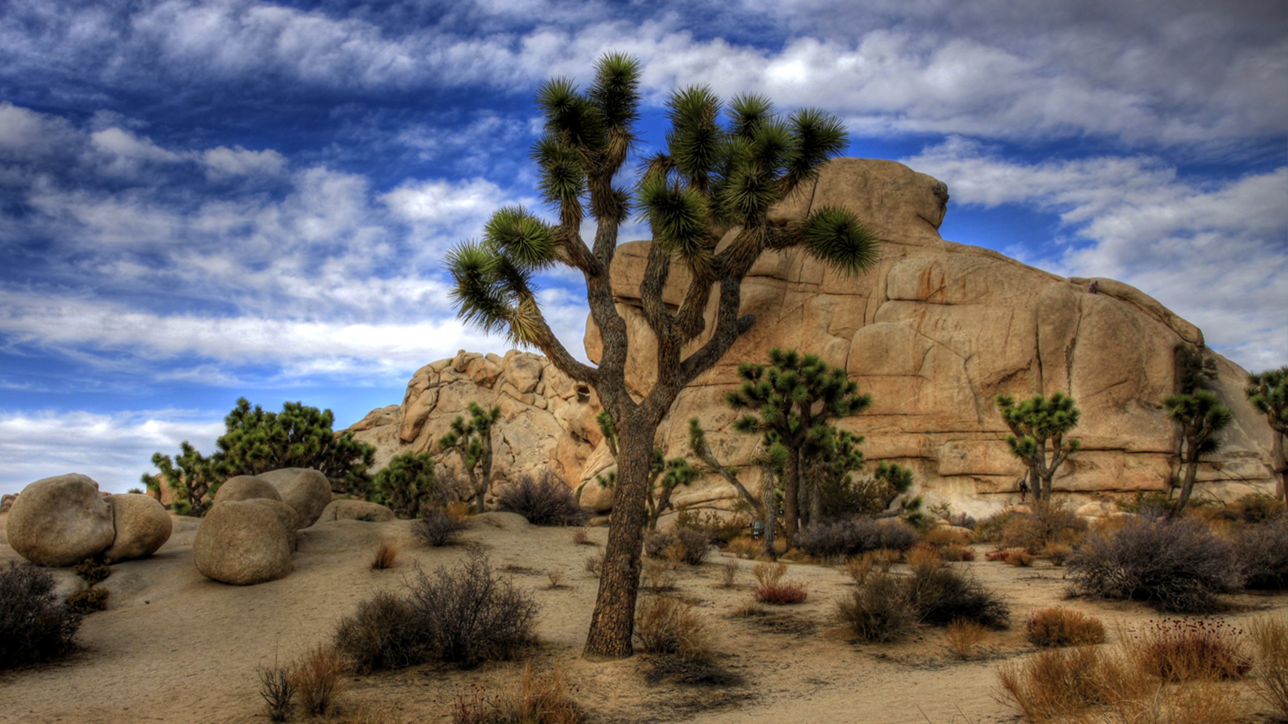 Download hd 2560x1440 Joshua Tree National Park computer background ID:254697 for free