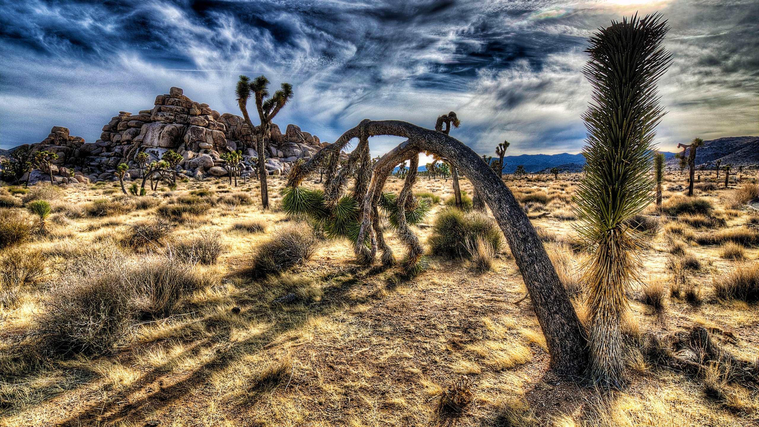 Free Joshua Tree National Park high quality background ID:254701 for hd 2560x1440 computer