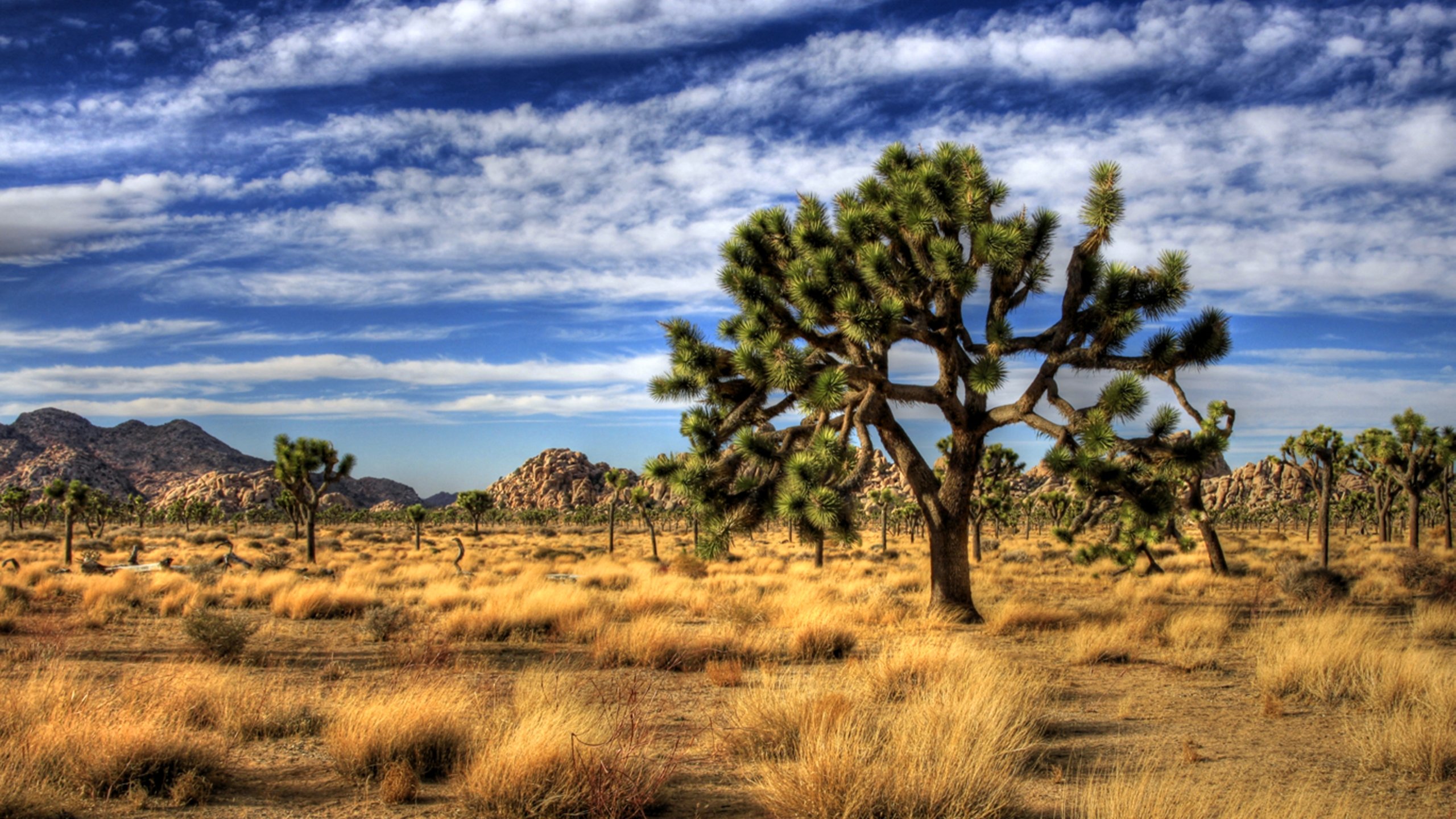 Download hd 2560x1440 Joshua Tree National Park desktop background ID:254710 for free