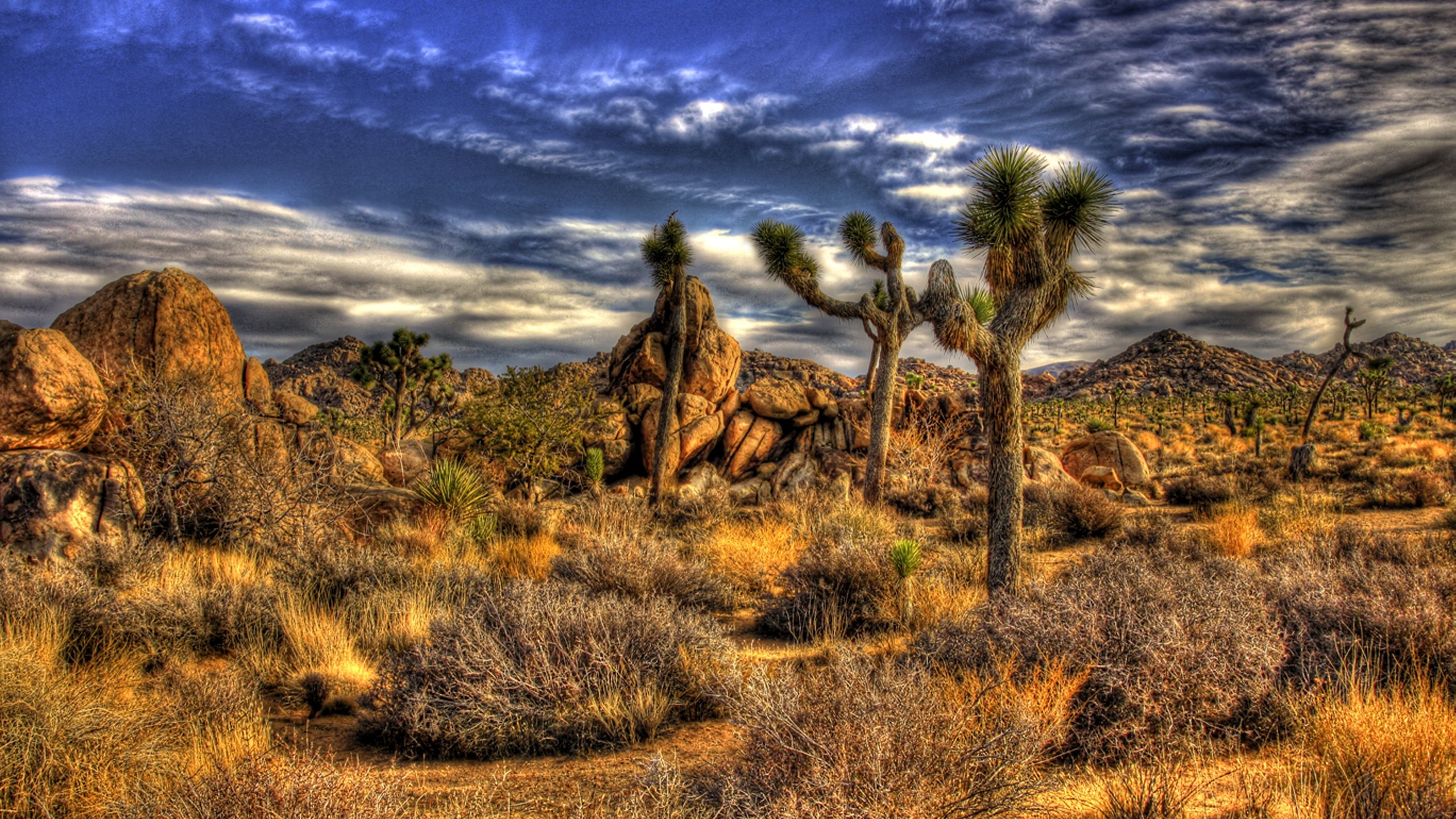 Best Joshua Tree National Park background ID:254741 for High Resolution hd 2560x1440 PC
