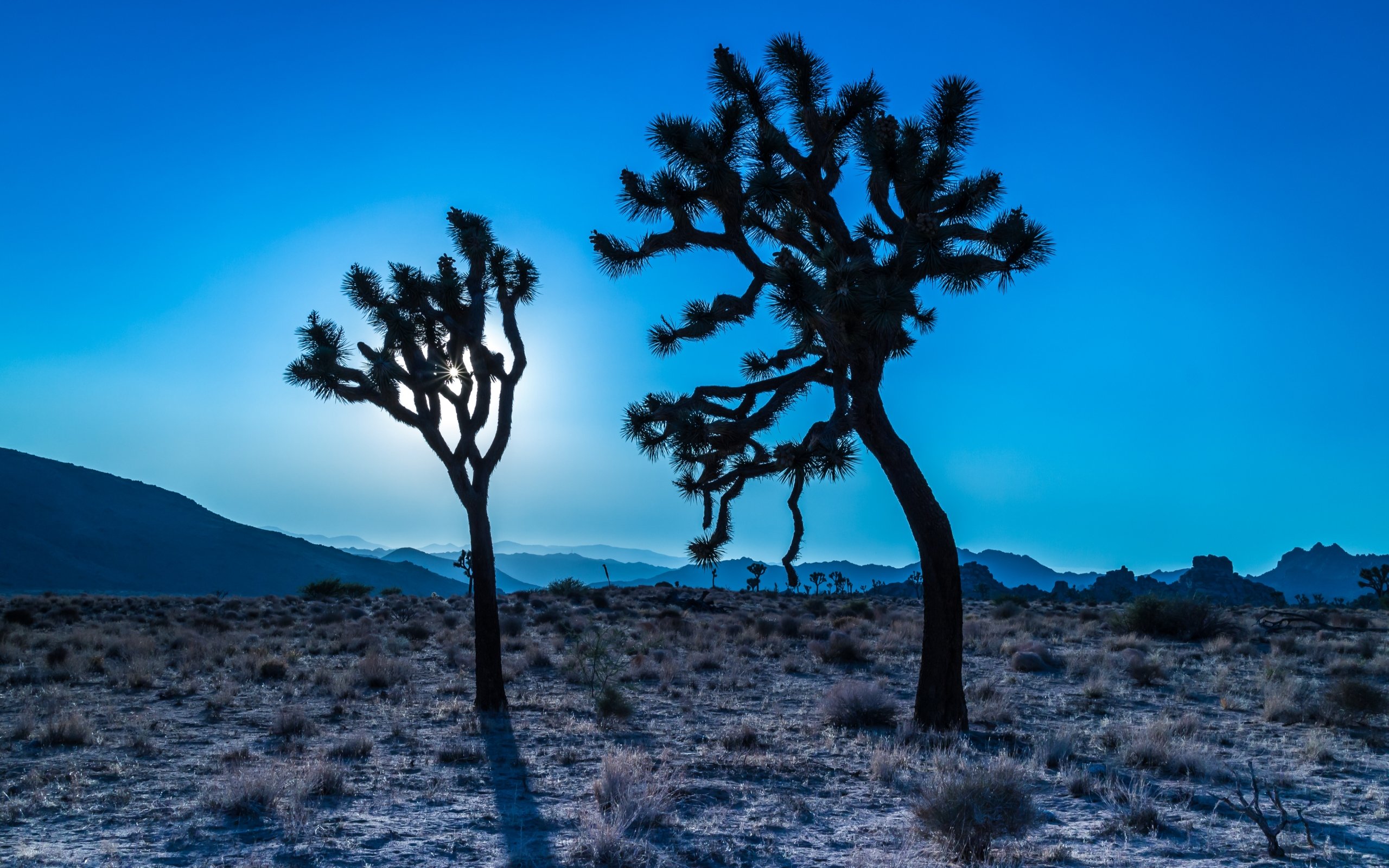 Download hd 2560x1600 Joshua Tree National Park PC background ID:254689 for free