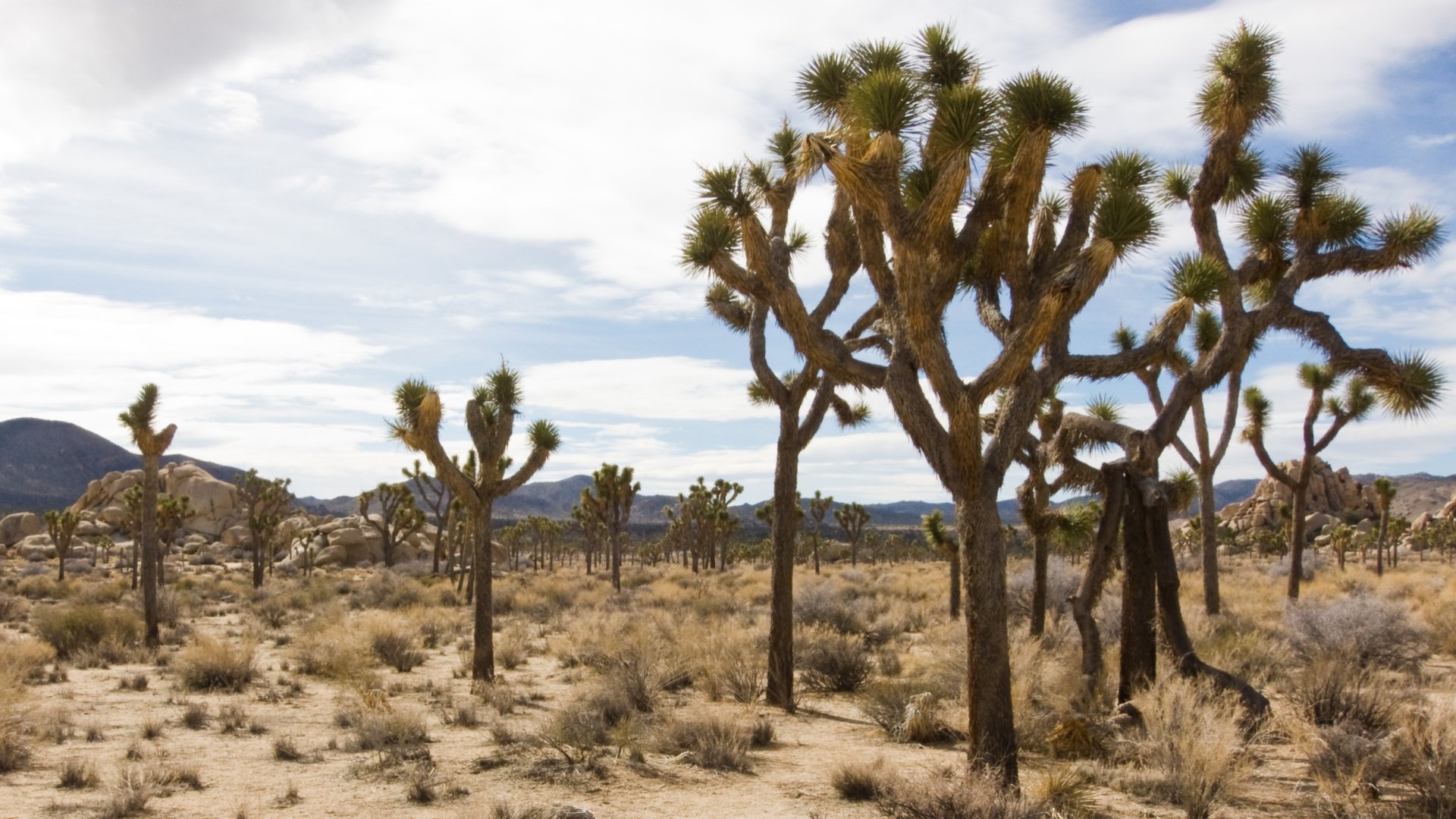 Free Joshua Tree National Park high quality wallpaper ID:254750 for 1080p computer