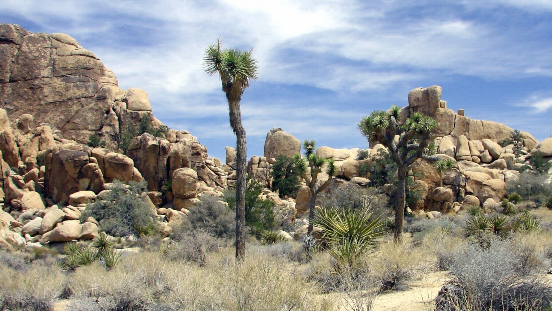 Awesome Joshua Tree National Park free wallpaper ID:254707 for full hd 1920x1080 computer