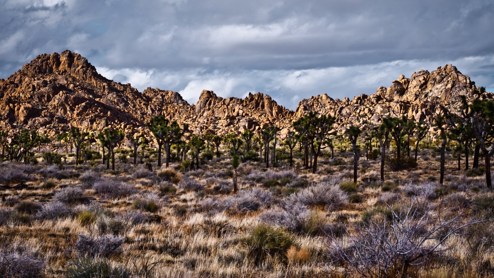 Free download Joshua Tree National Park wallpaper ID:254730 full hd for PC