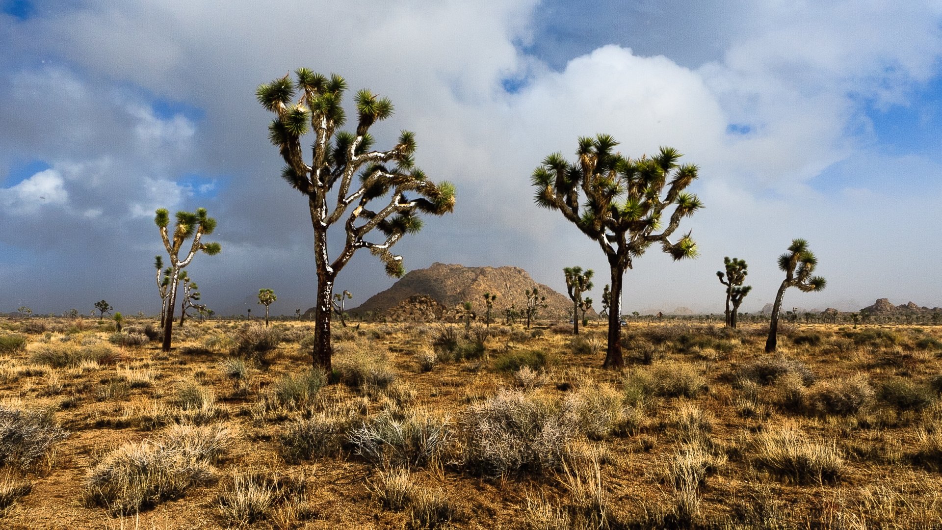 Download full hd Joshua Tree National Park PC wallpaper ID:254733 for free