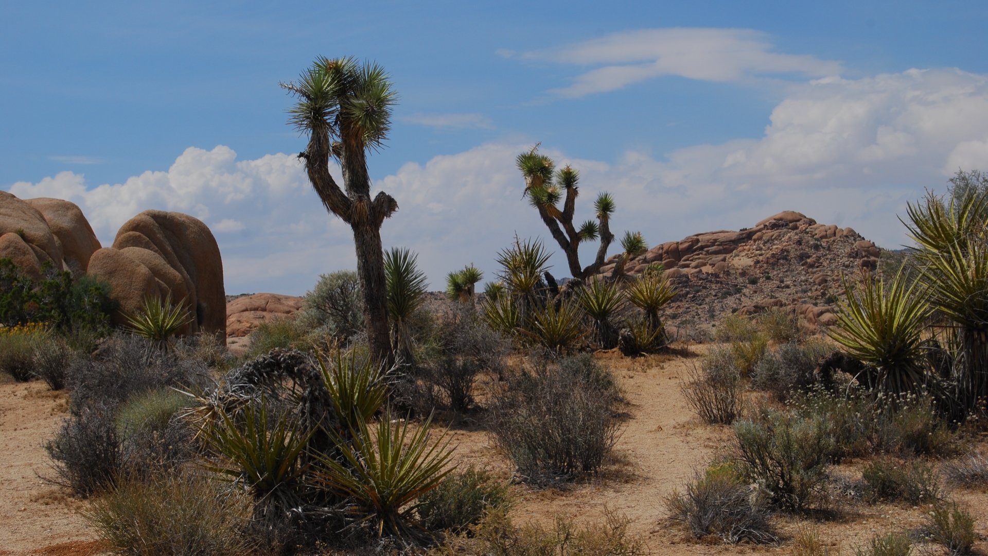Awesome Joshua Tree National Park free wallpaper ID:254751 for hd 1080p desktop