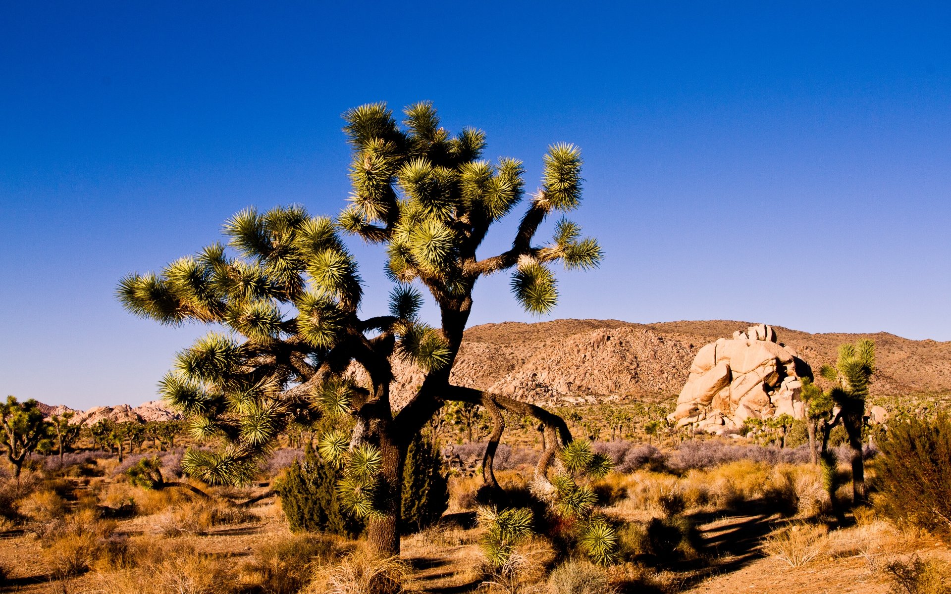 Awesome Joshua Tree National Park free wallpaper ID:254735 for hd 1920x1200 PC
