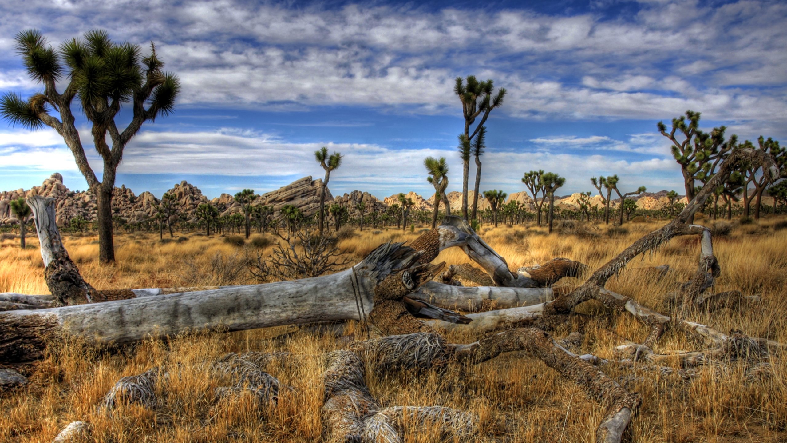 Awesome Joshua Tree National Park free wallpaper ID:254739 for hd 2560x1440 computer