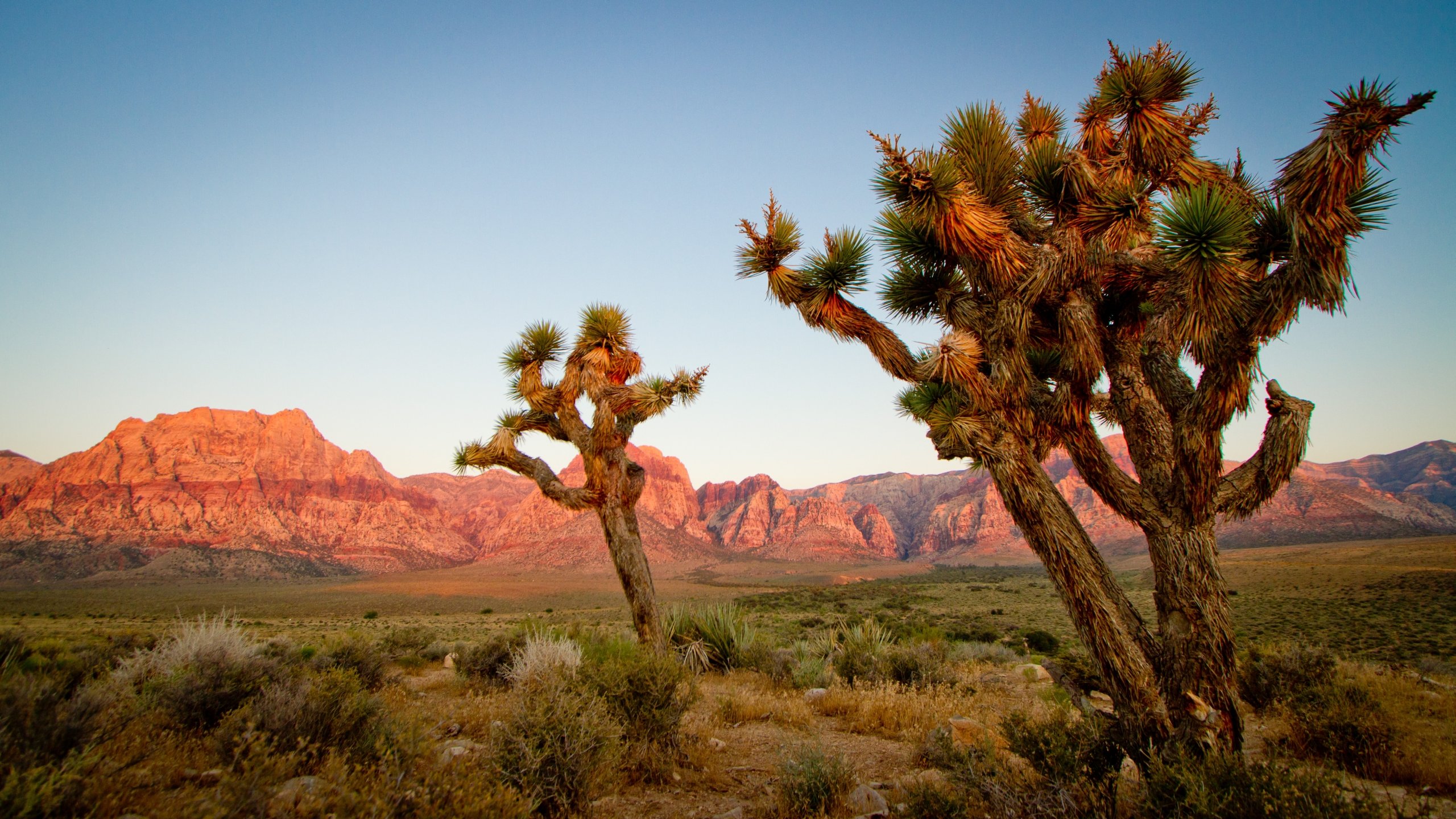 Awesome Joshua Tree National Park free wallpaper ID:254744 for hd 2560x1440 PC