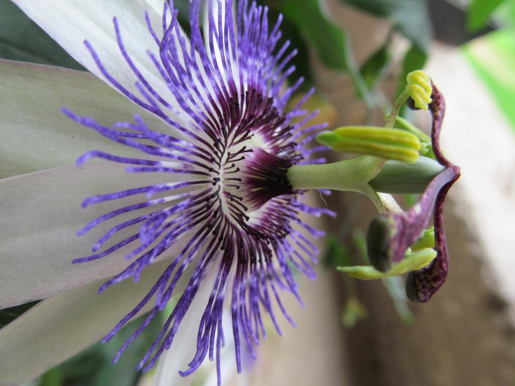 Awesome Passion Flower free wallpaper ID:401243 for hd 1024x768 PC