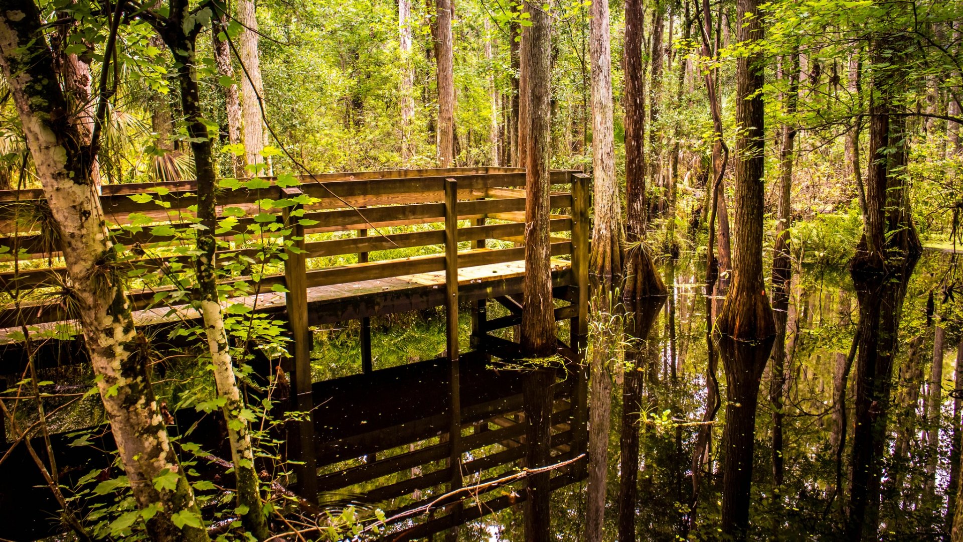 Download full hd 1080p Swamp computer wallpaper ID:464181 for free