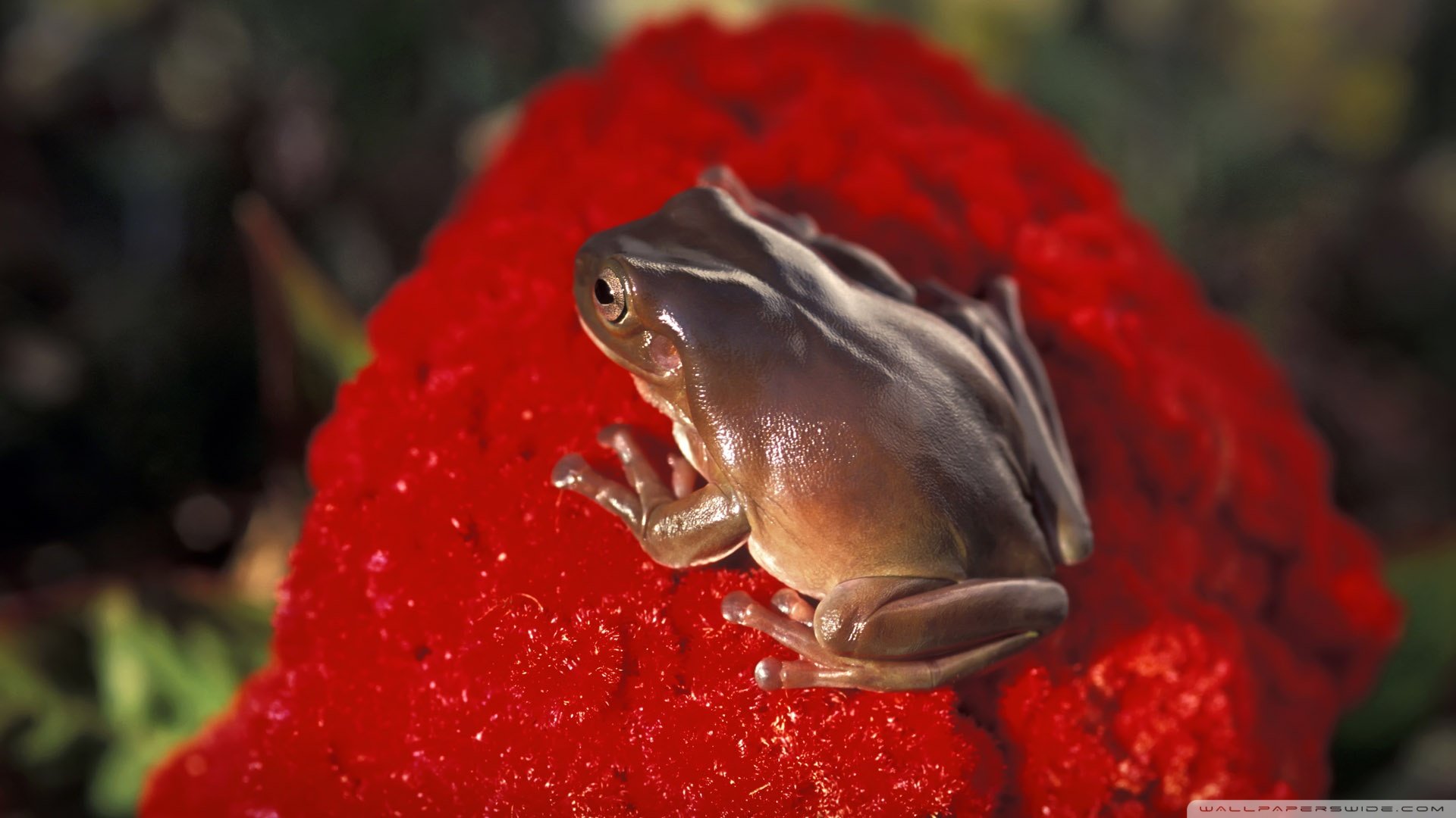 Download full hd Frog computer wallpaper ID:328741 for free