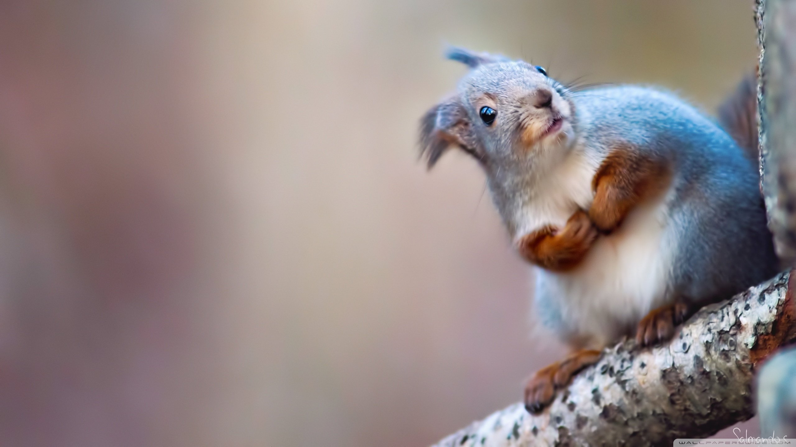 Free download Squirrel background ID:311588 hd 2560x1440 for computer