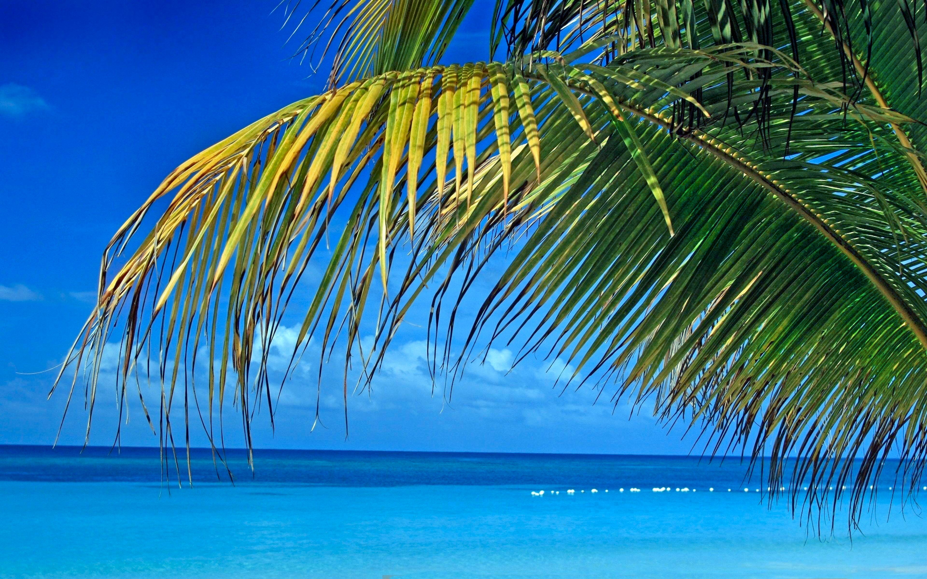 High resolution Tropical hd 3840x2400 background ID:319935 for PC