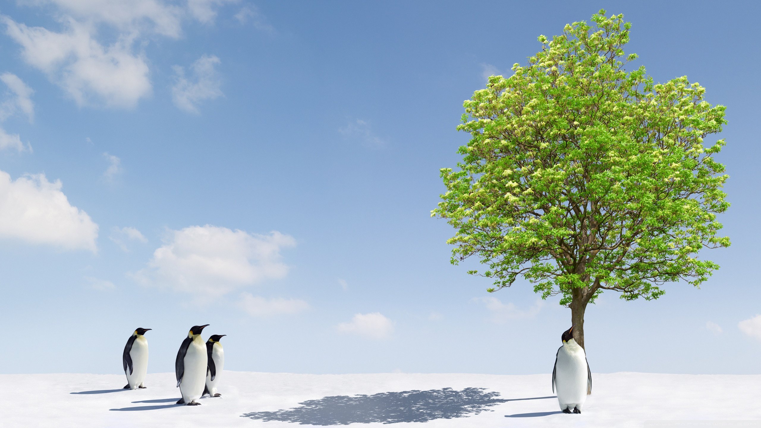 Free download Penguin background ID:149241 hd 2560x1440 for computer