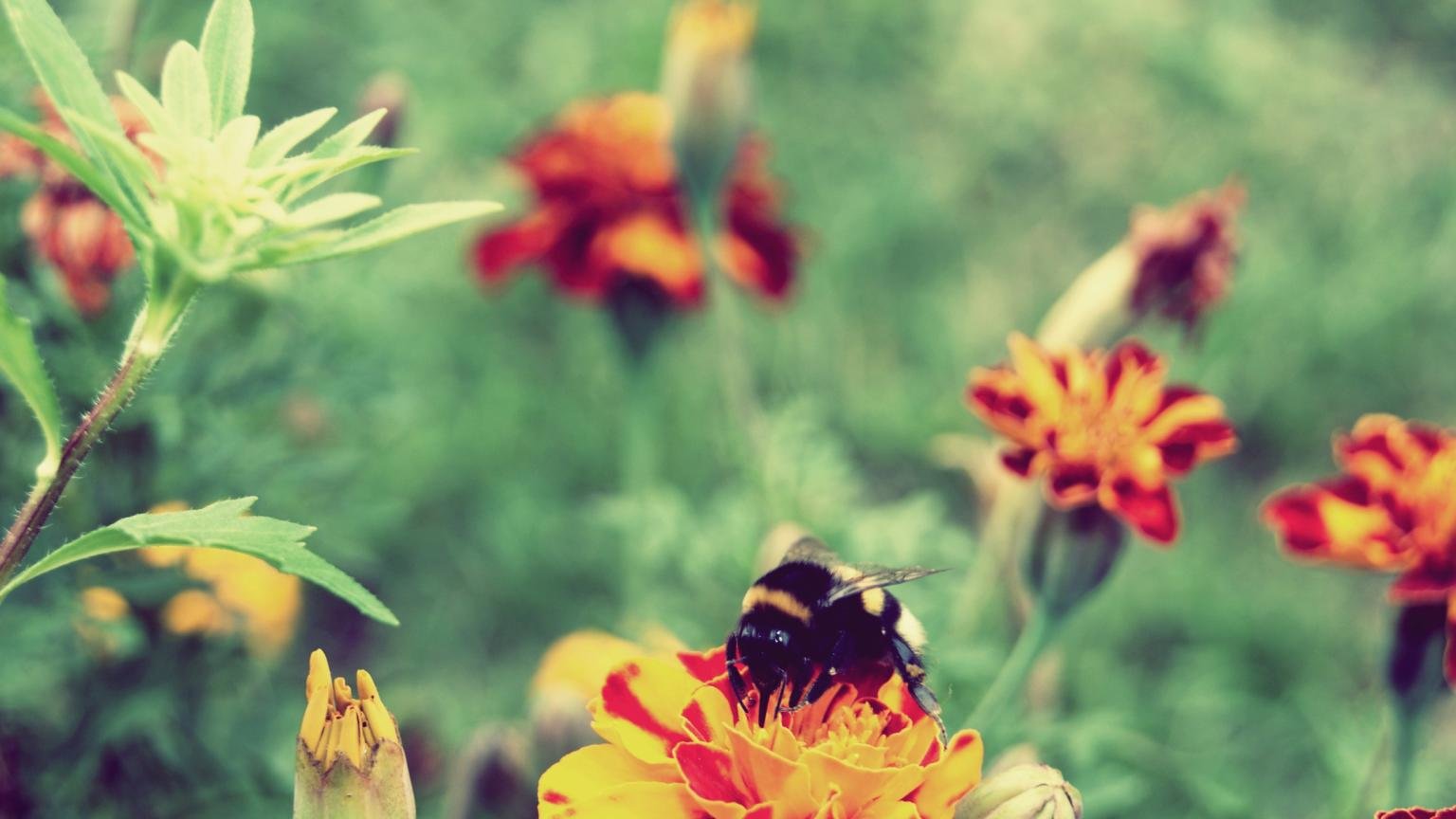 Download hd 1536x864 Bee computer background ID:460862 for free