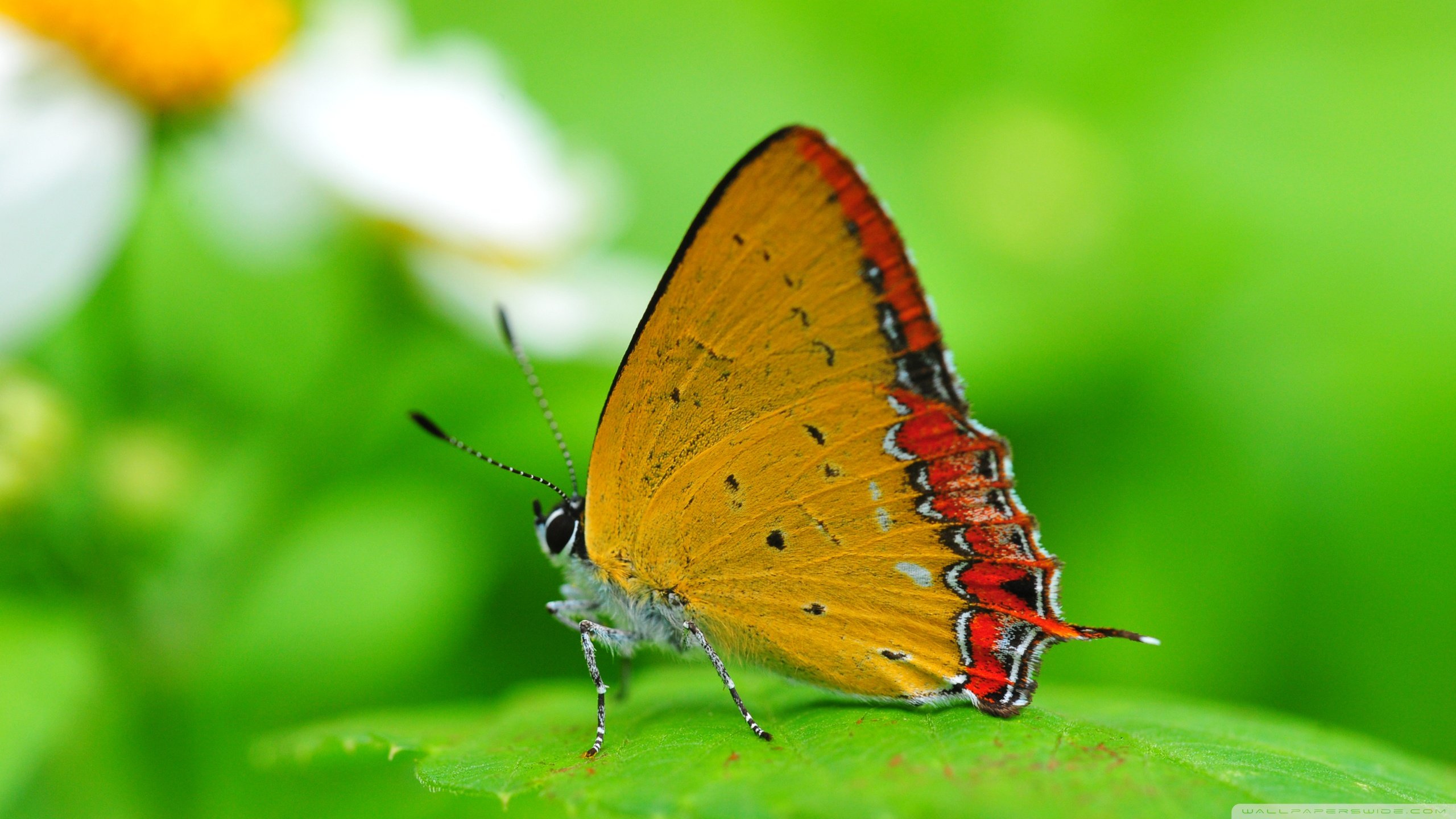 Free download Butterfly wallpaper ID:167662 hd 2560x1440 for computer