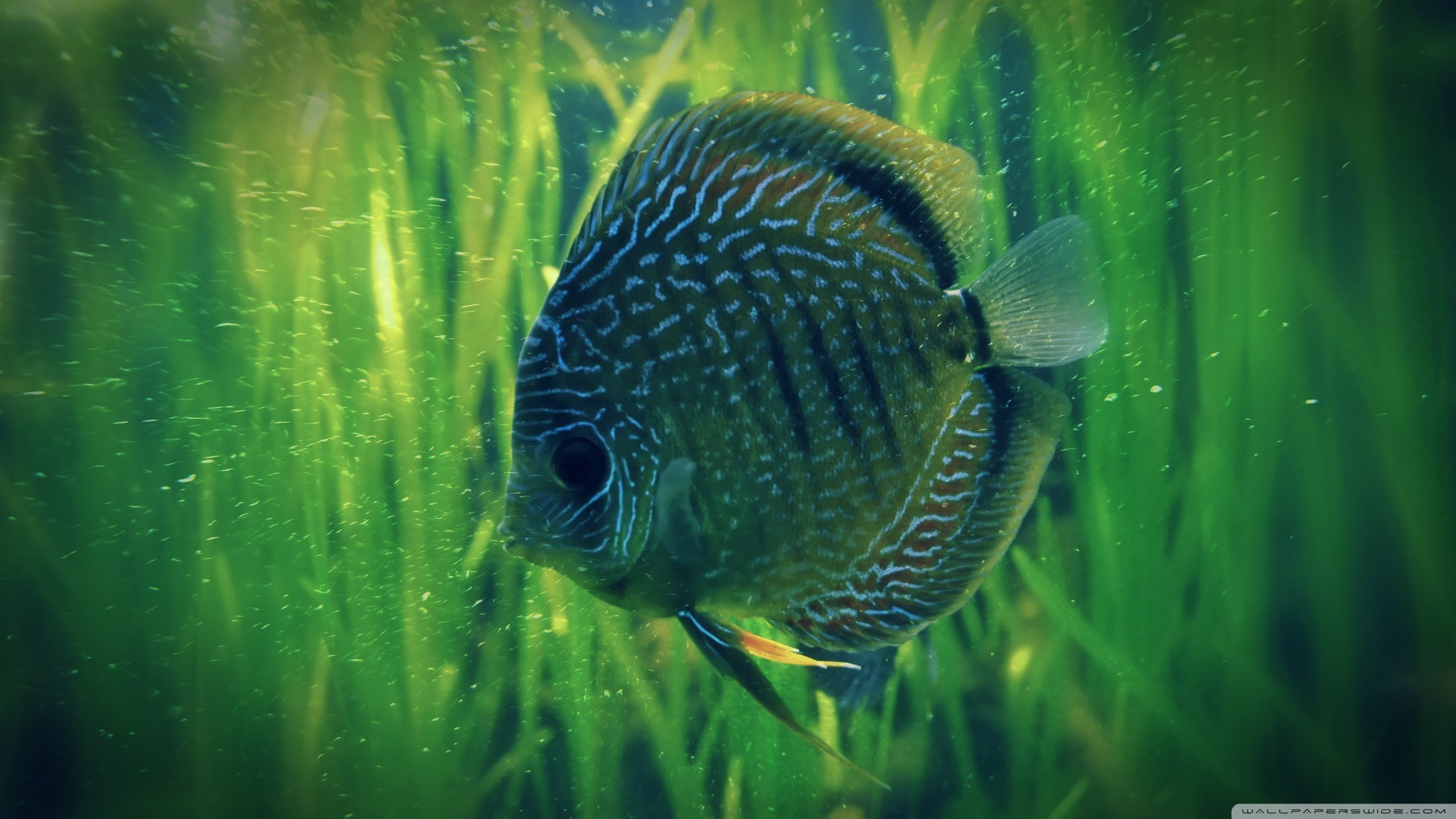 Download hd 2560x1440 Fish computer background ID:66137 for free