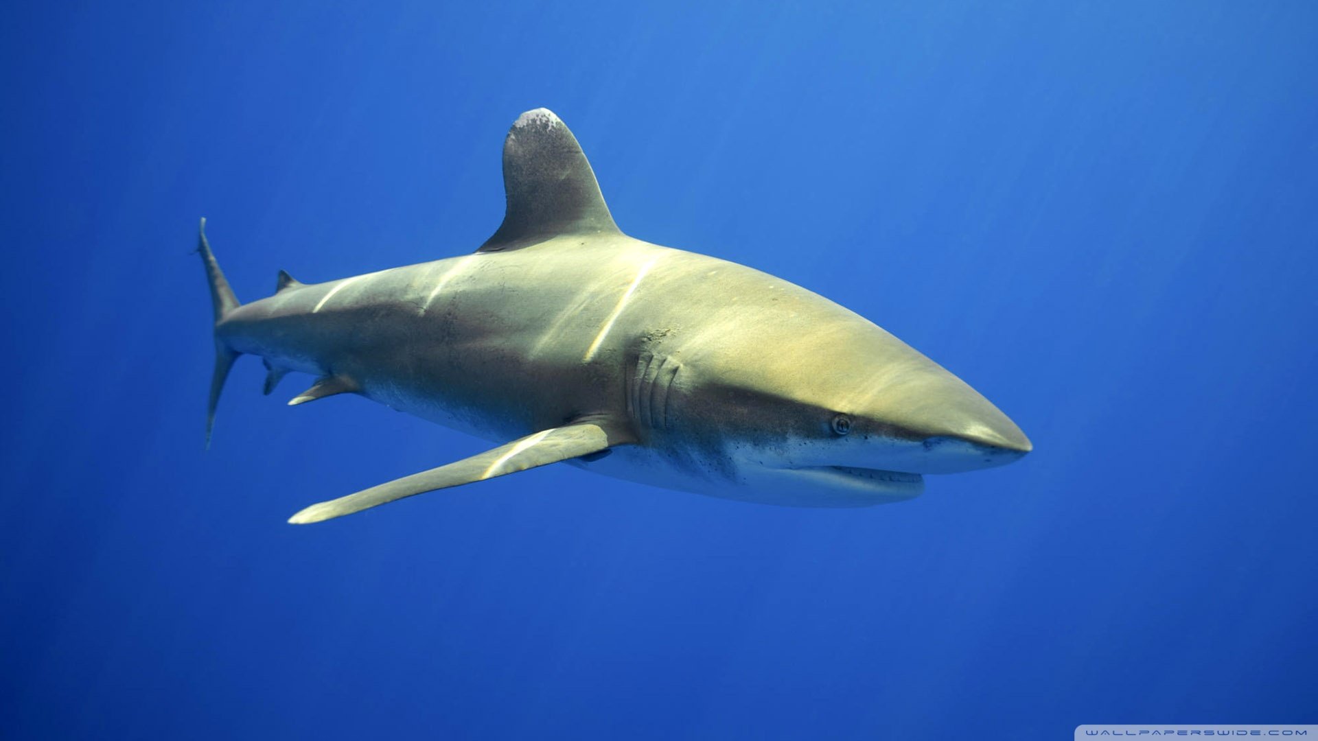 Download full hd 1080p Shark PC background ID:180640 for free