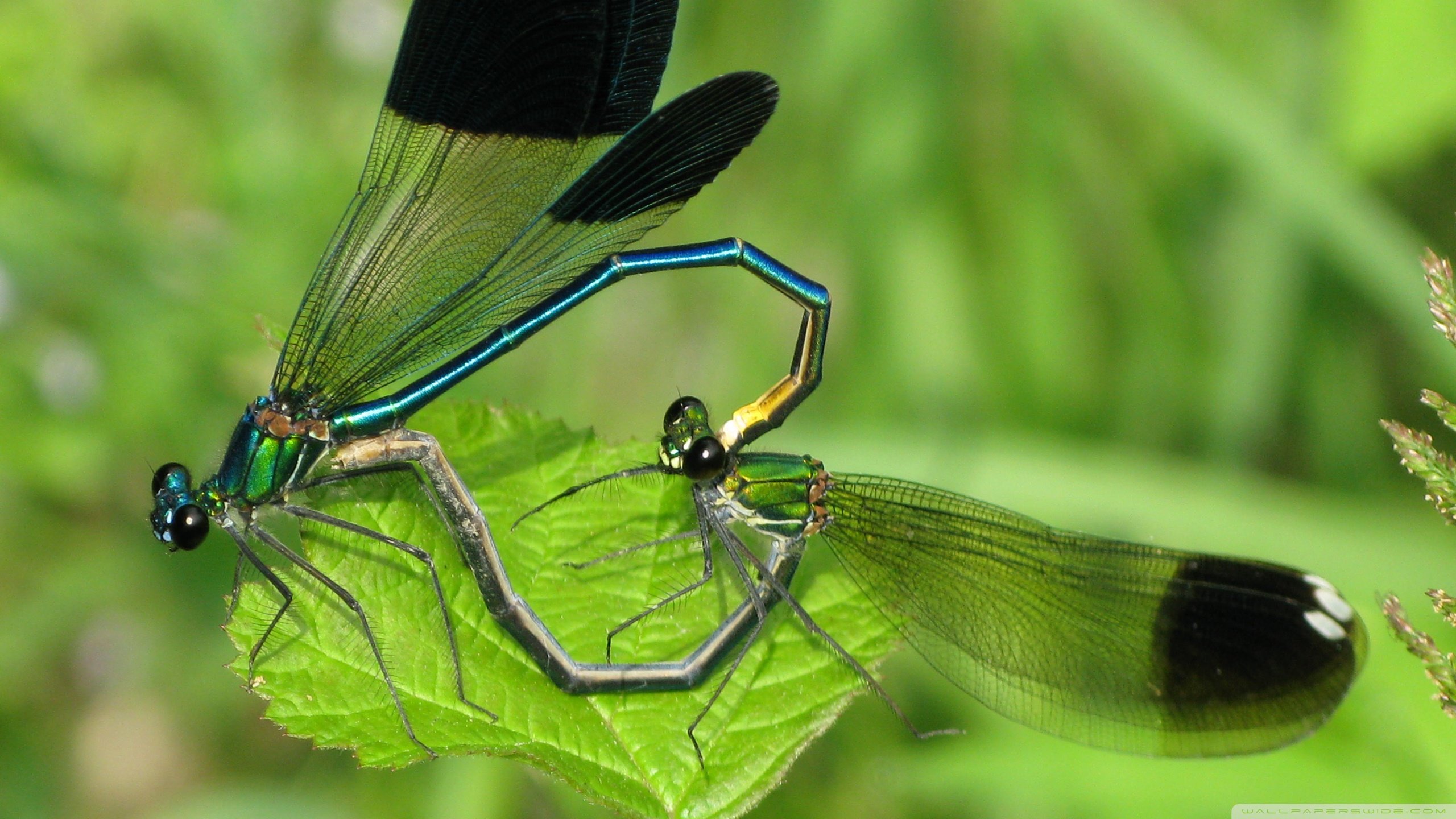 Download hd 2560x1440 Dragonfly computer wallpaper ID:467557 for free