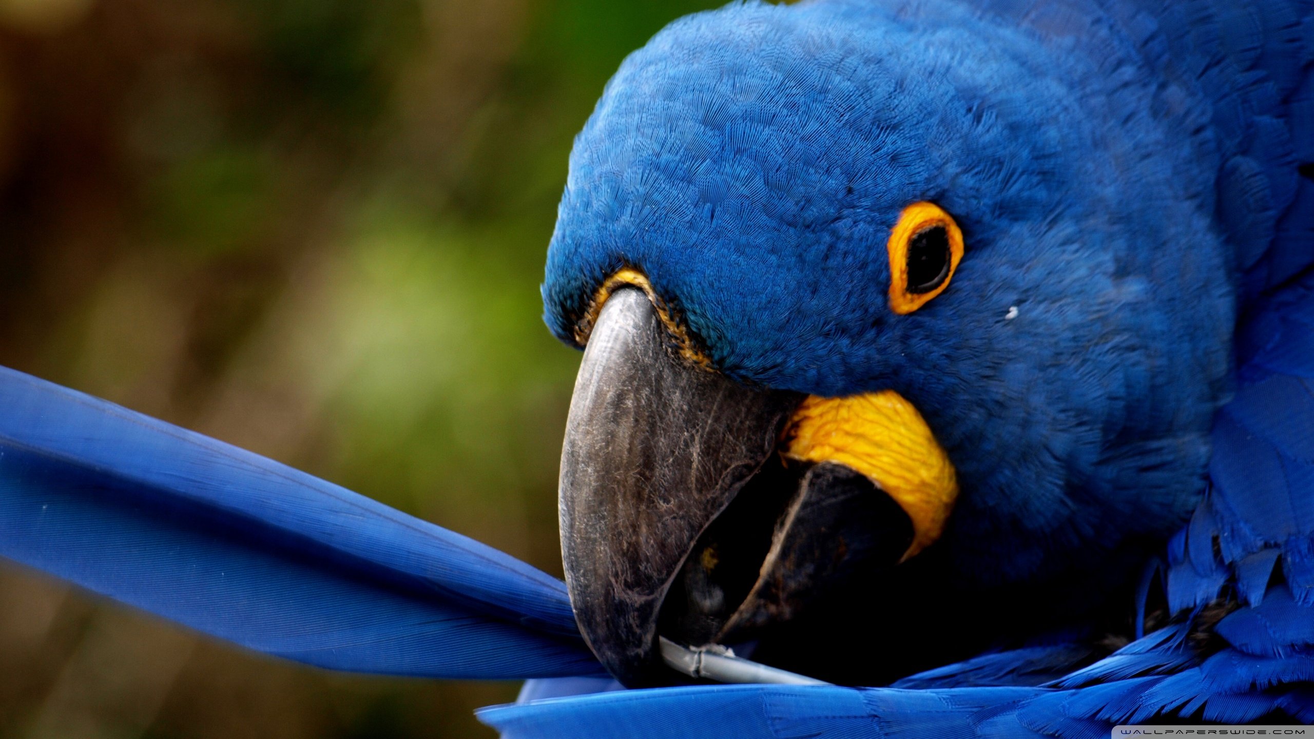 Download hd 2560x1440 Macaw computer background ID:46321 for free