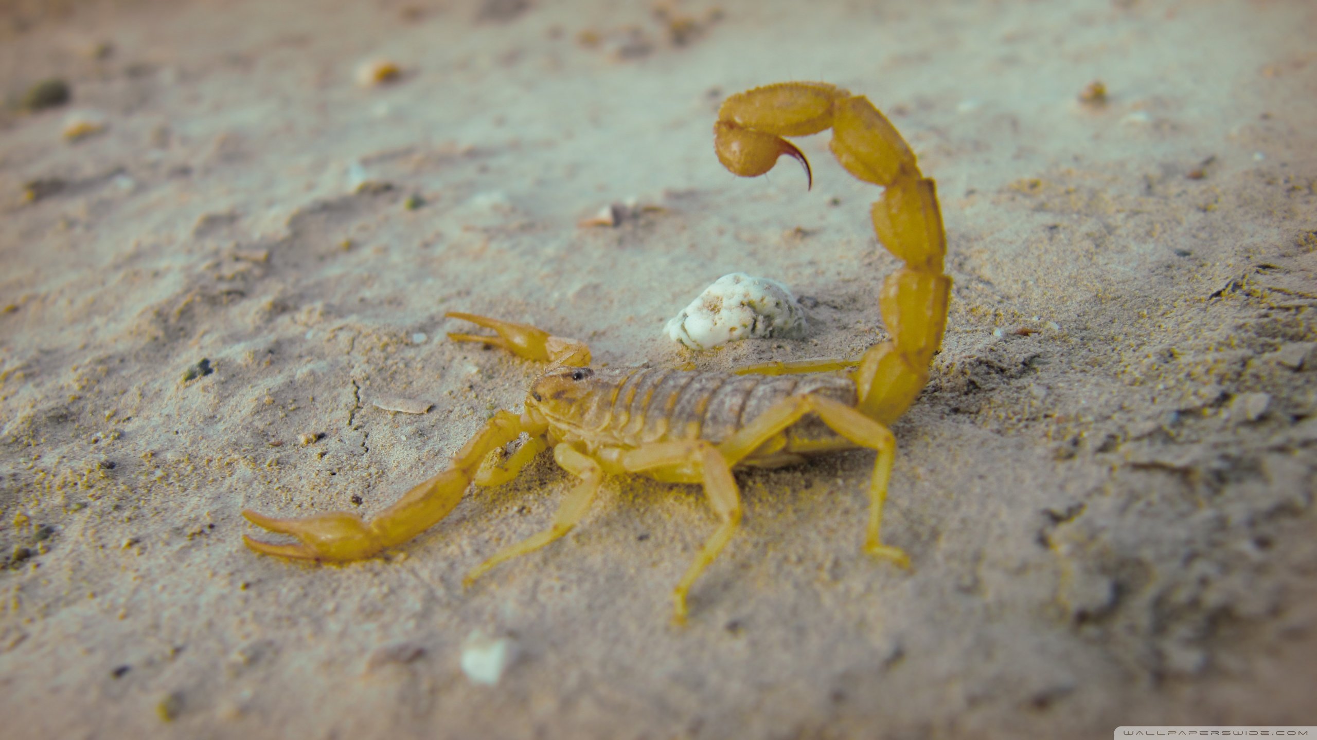 Awesome Scorpion free wallpaper ID:269747 for hd 2560x1440 PC