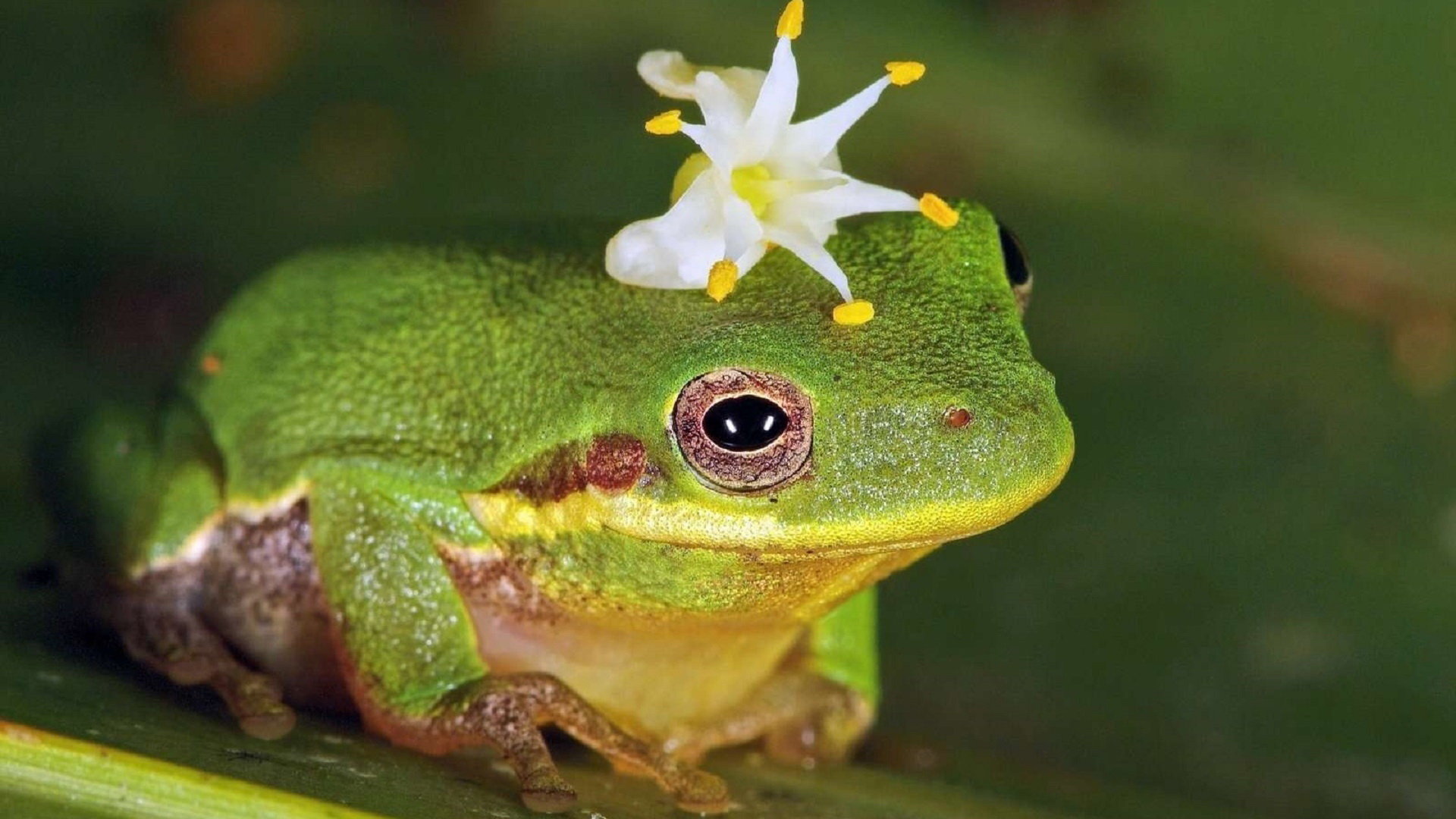 Free Frog high quality wallpaper ID:328866 for full hd computer