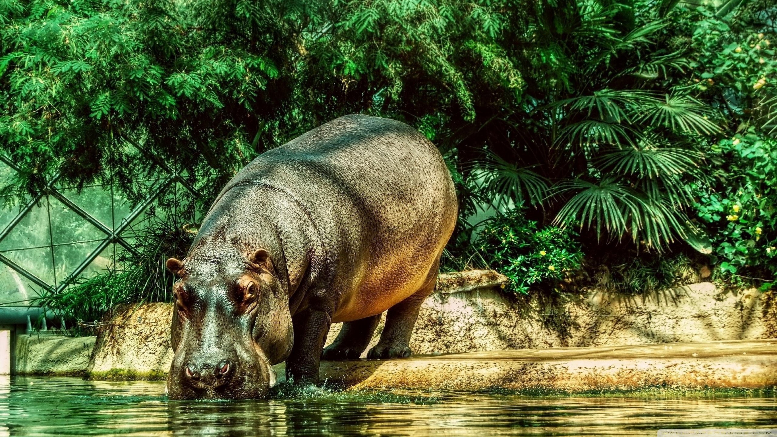 Download hd 2560x1440 Hippo PC wallpaper ID:28801 for free