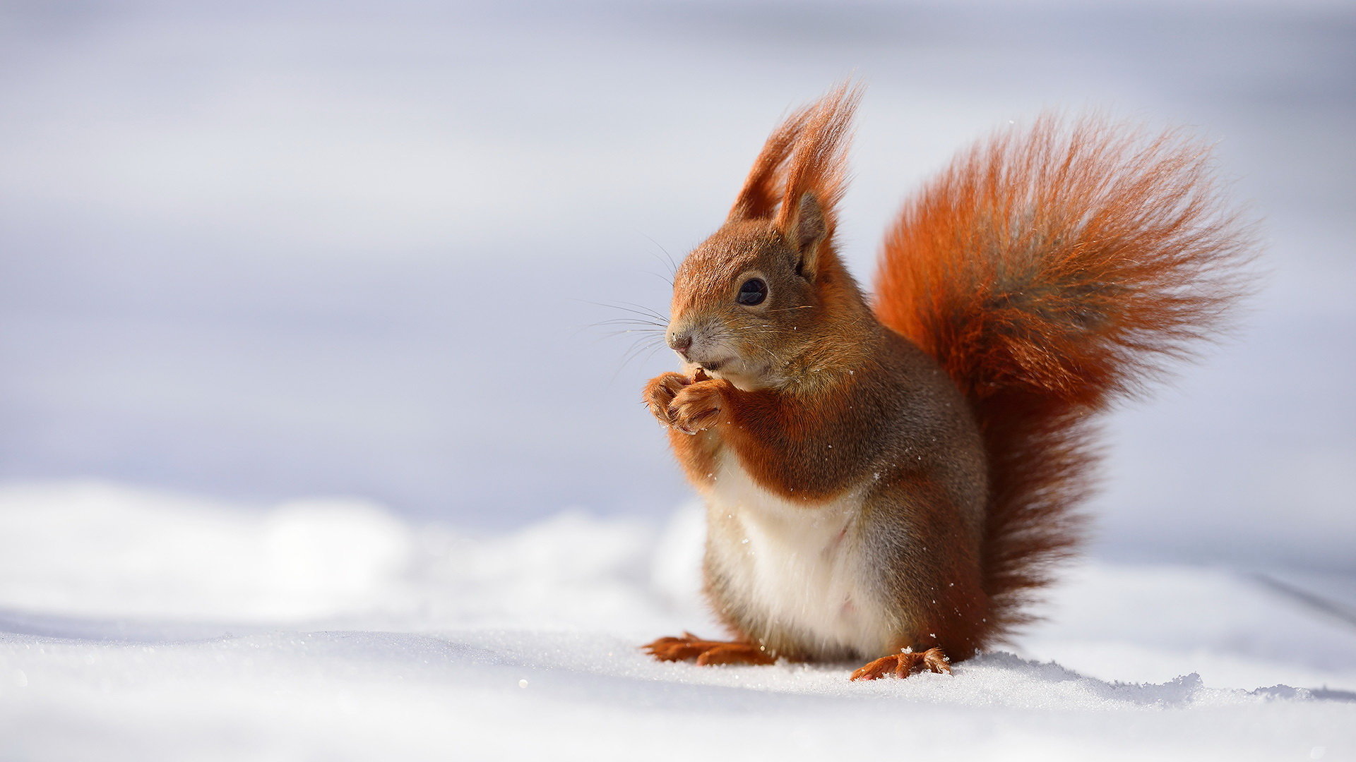 Awesome Squirrel free background ID:311536 for full hd 1920x1080 desktop