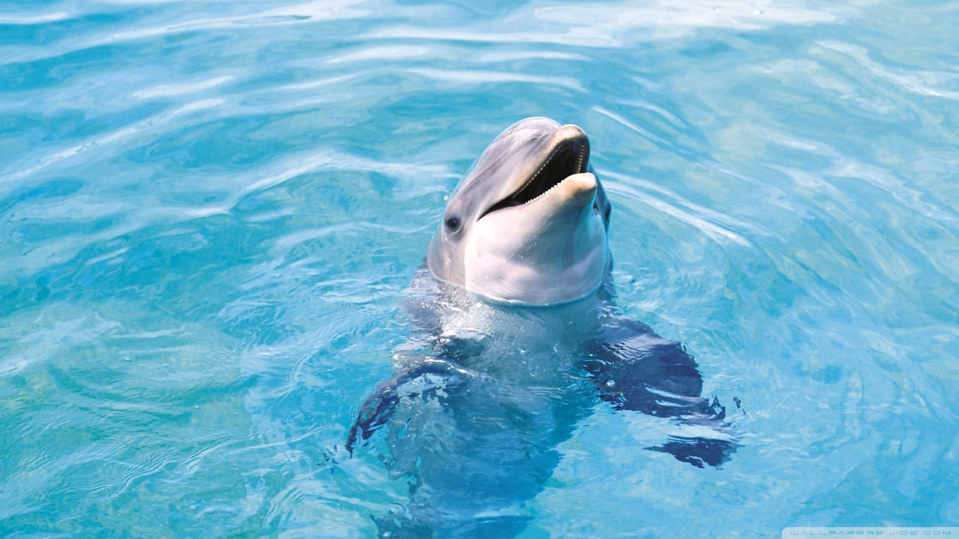 Awesome Dolphin free wallpaper ID:248325 for hd 1920x1080 PC