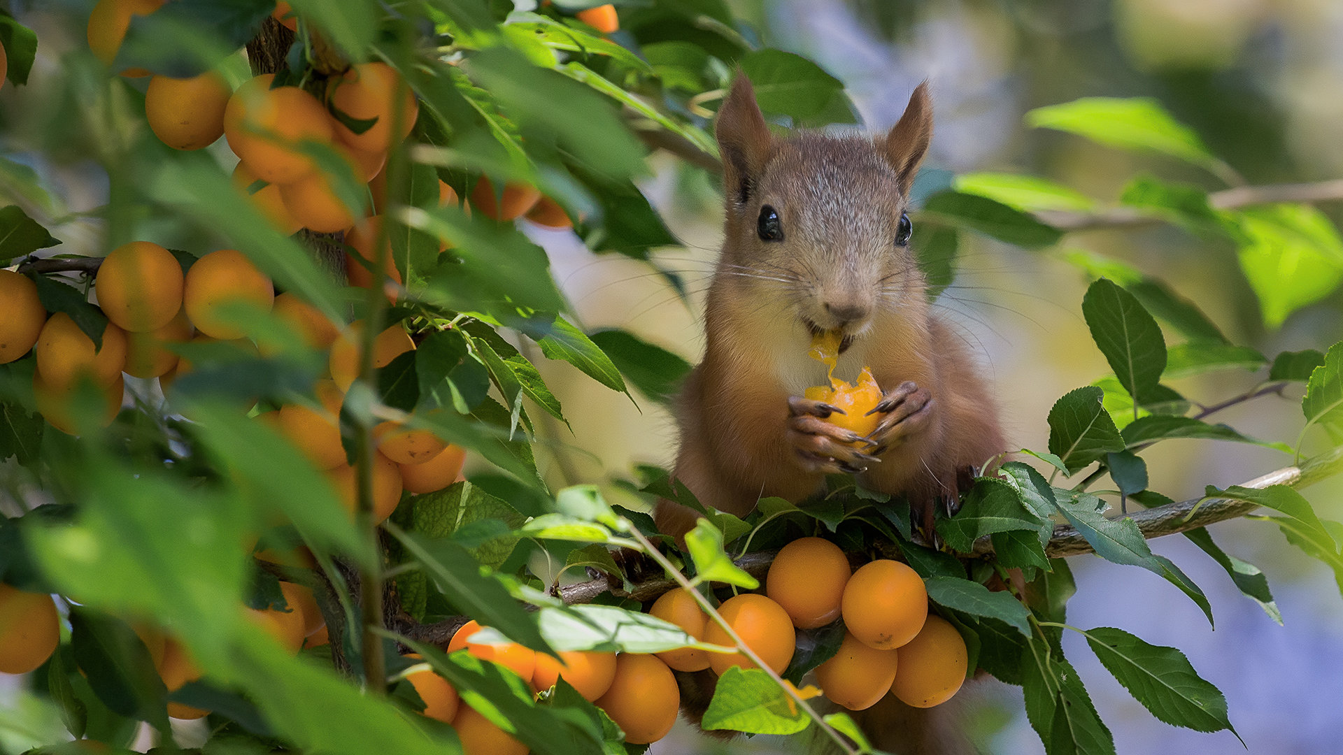 Awesome Squirrel free wallpaper ID:311885 for hd 1080p desktop