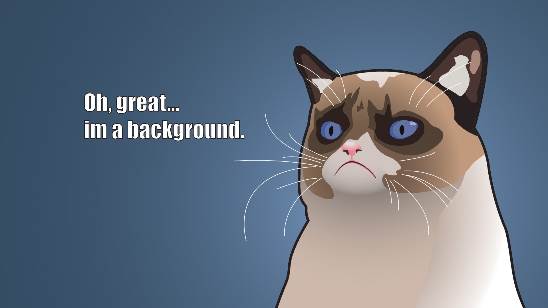 Download full hd 1920x1080 Funny cat desktop wallpaper ID:373409 for free