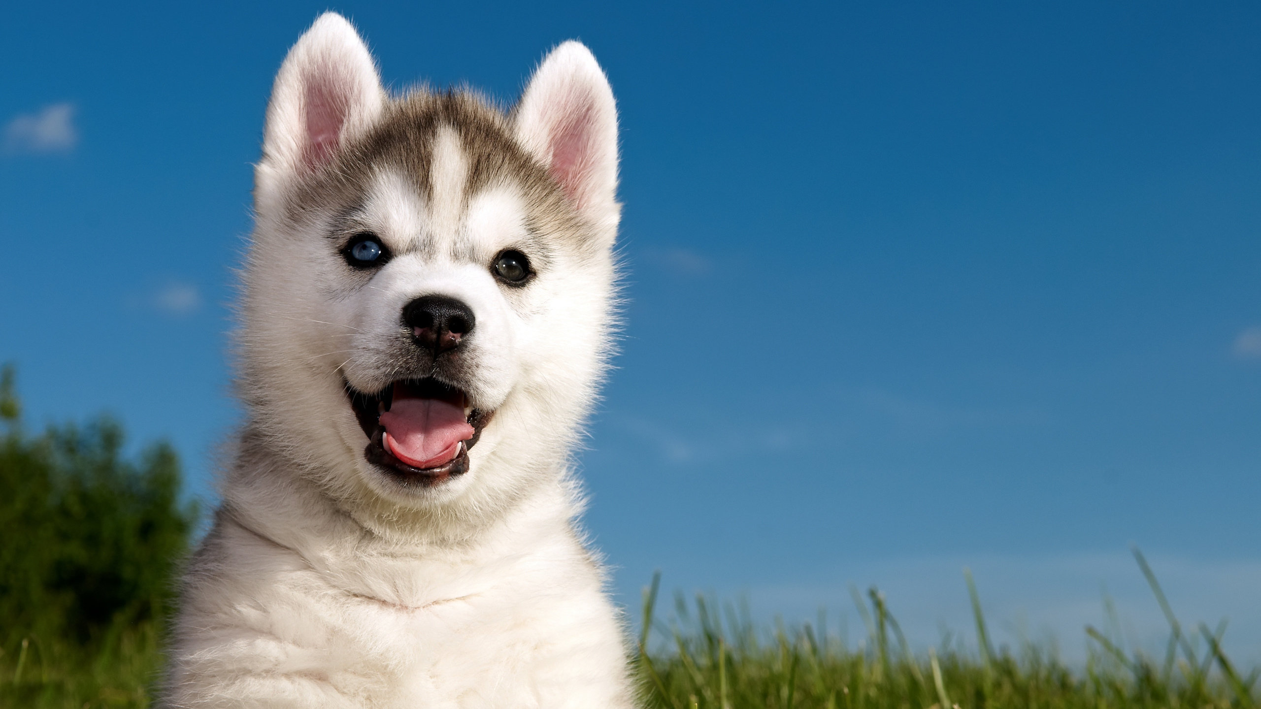 Free download Husky background ID:198294 hd 2560x1440 for PC