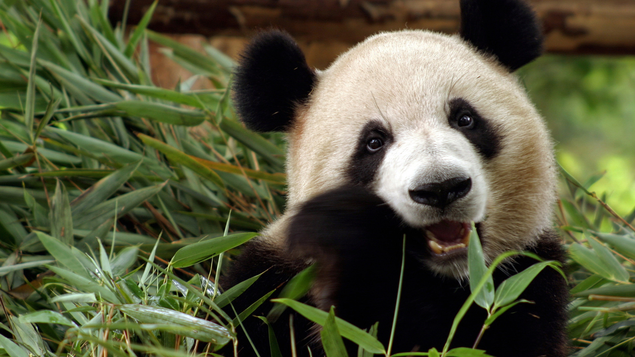 Download hd 2560x1440 Panda PC background ID:300440 for free