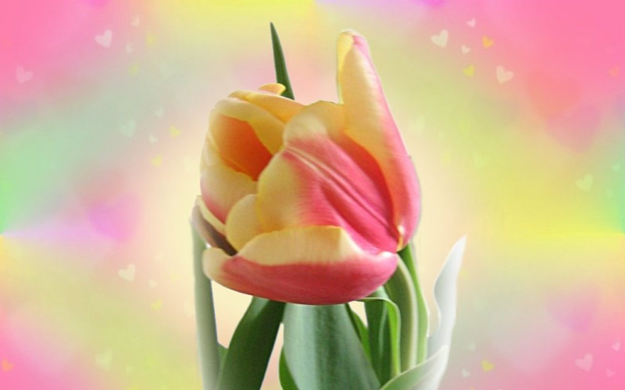 Download hd 1280x800 Tulip desktop wallpaper ID:157661 for free
