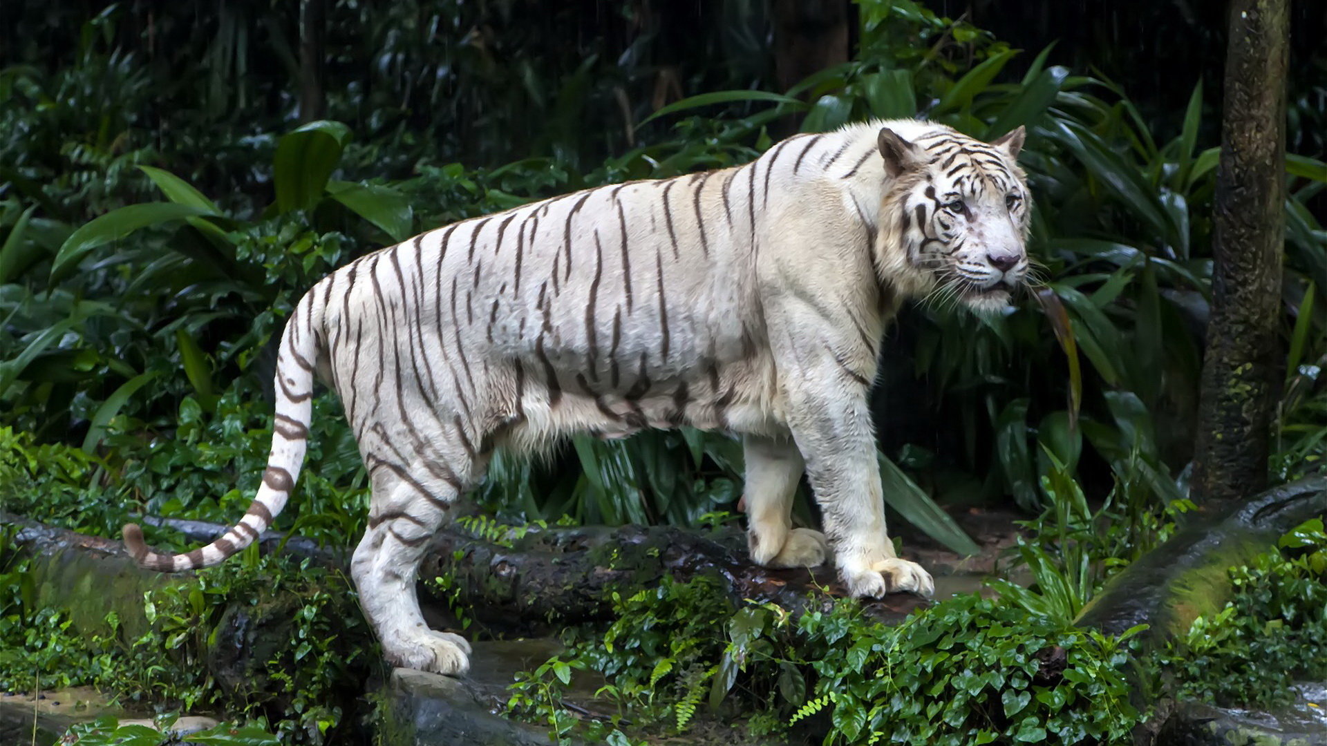 High resolution White Tiger hd 1080p wallpaper ID:174898 for PC