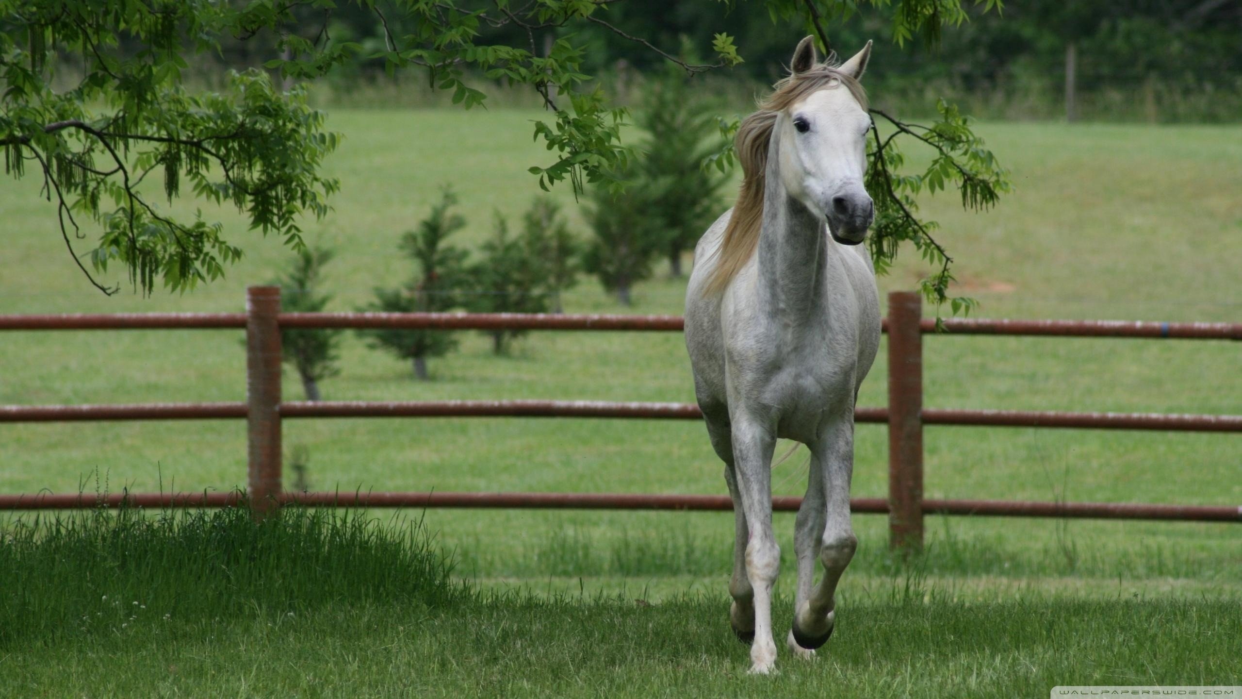 High resolution Horse hd 2560x1440 background ID:23385 for PC