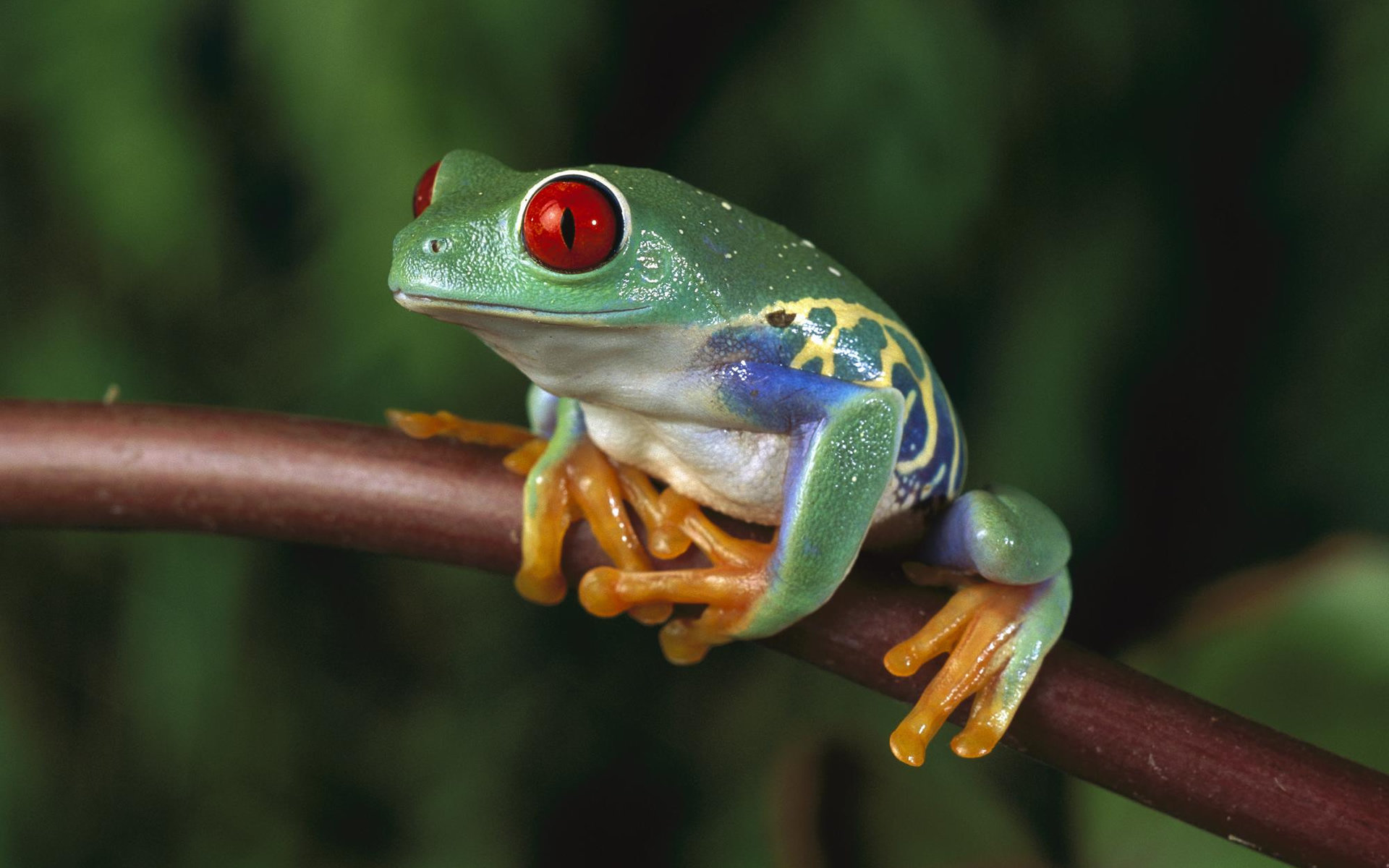 Best Red Eyed Tree Frog wallpaper ID:20212 for High Resolution hd 1920x1200 PC