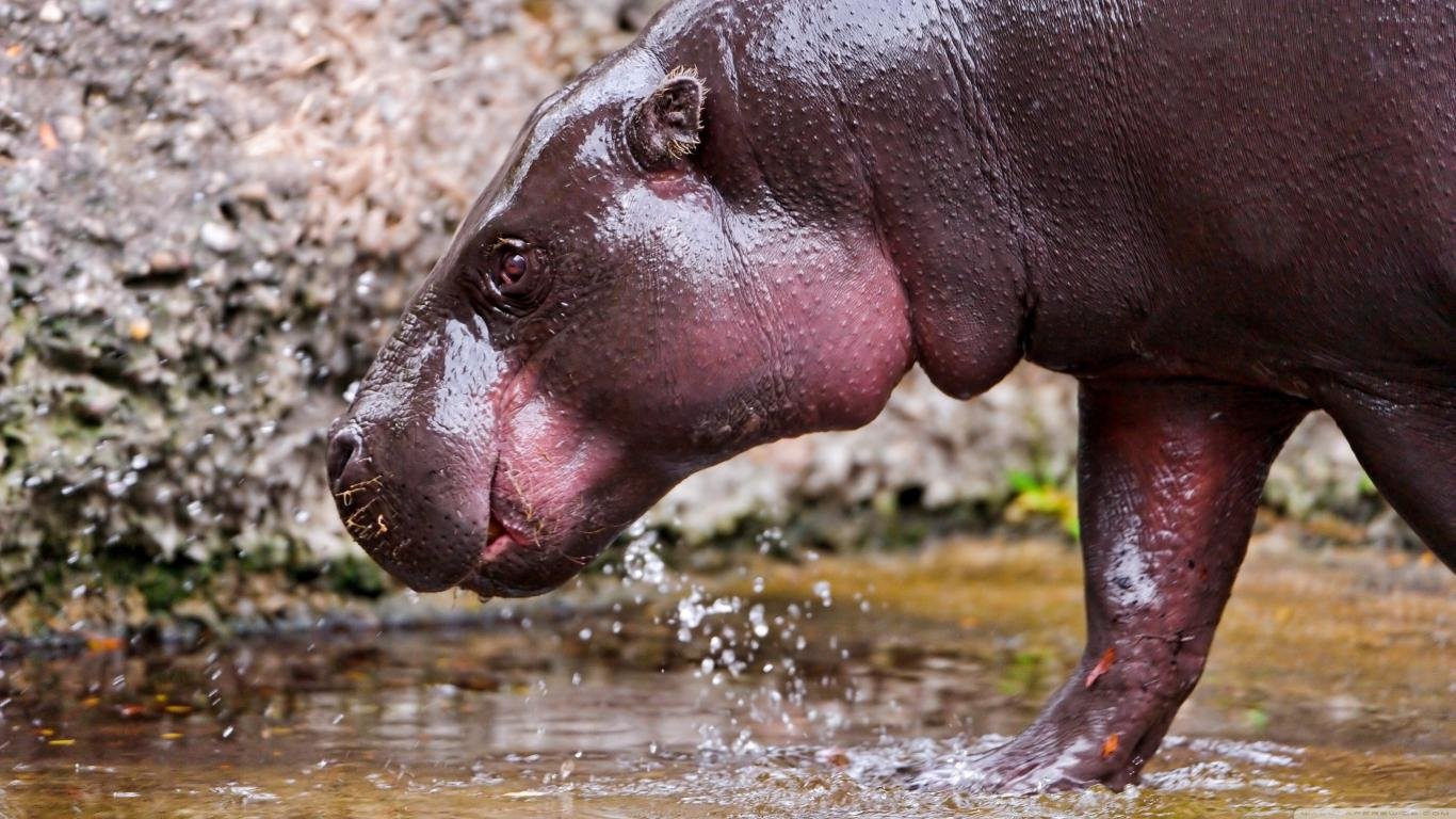 Download hd 1366x768 Hippo computer background ID:28808 for free