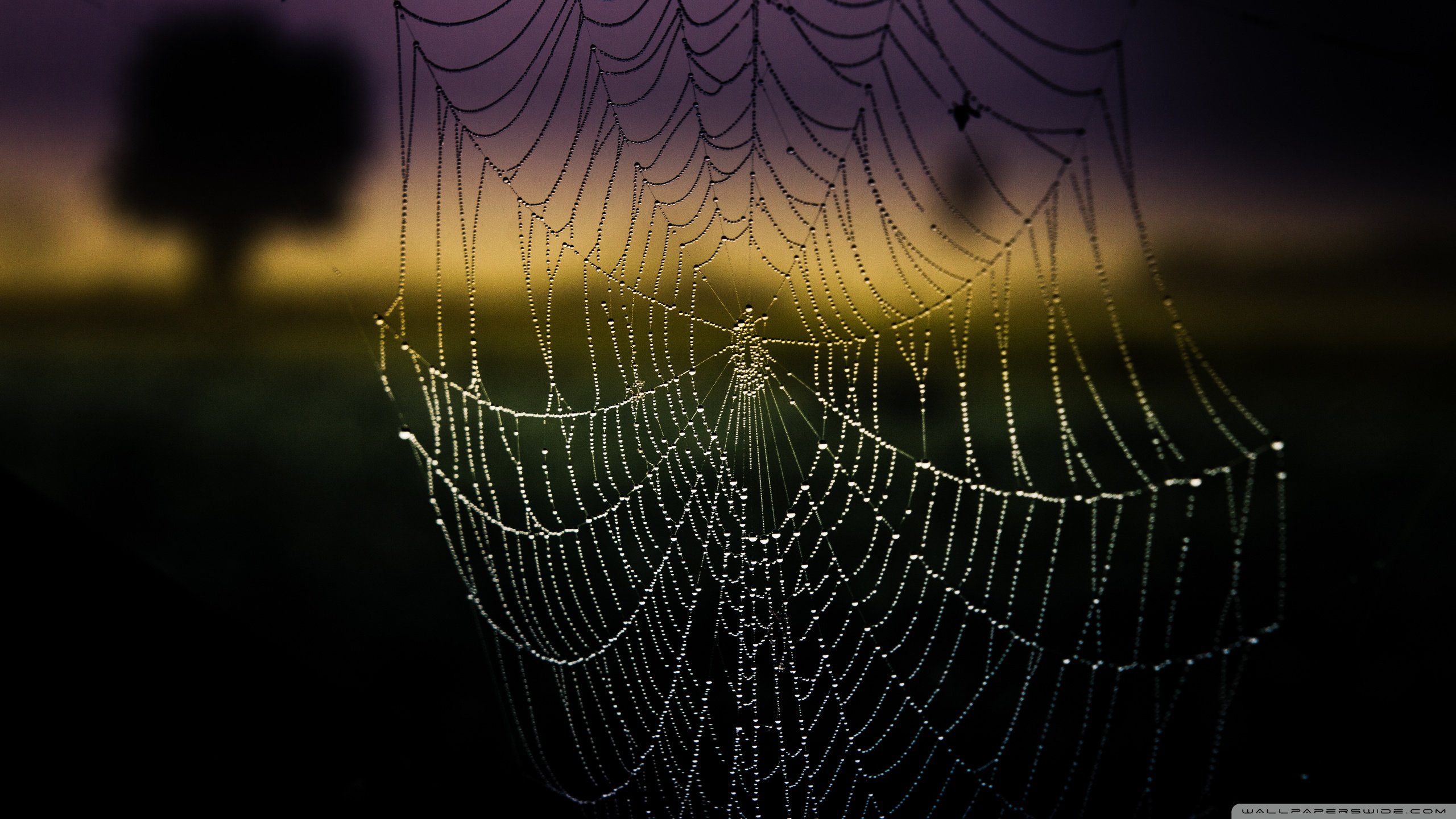 Awesome Spider Web free background ID:184760 for hd 2560x1440 computer