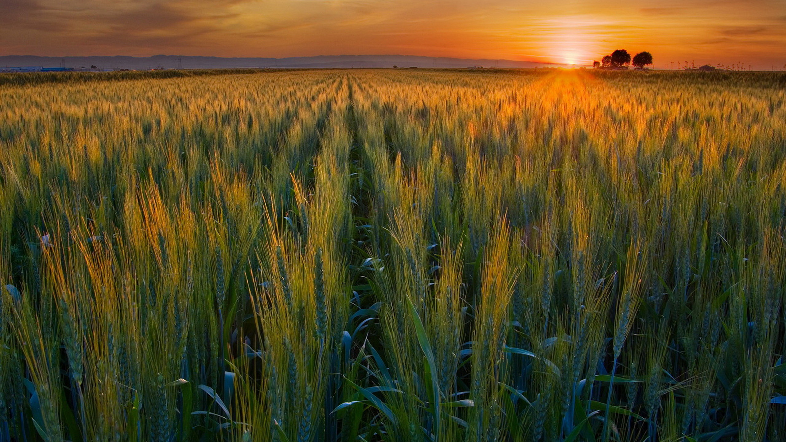 Awesome Wheat free wallpaper ID:391884 for hd 2560x1440 desktop