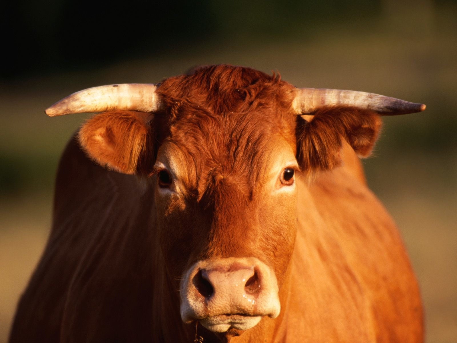 Download hd 1600x1200 Cow computer background ID:466863 for free