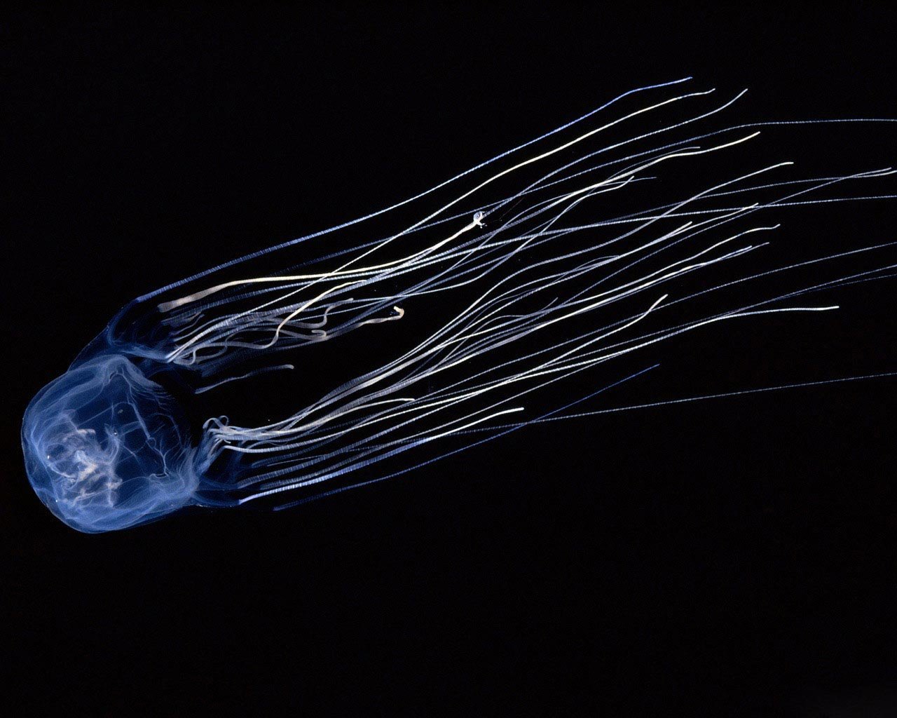 Free Jellyfish high quality wallpaper ID:199811 for hd 1280x1024 computer