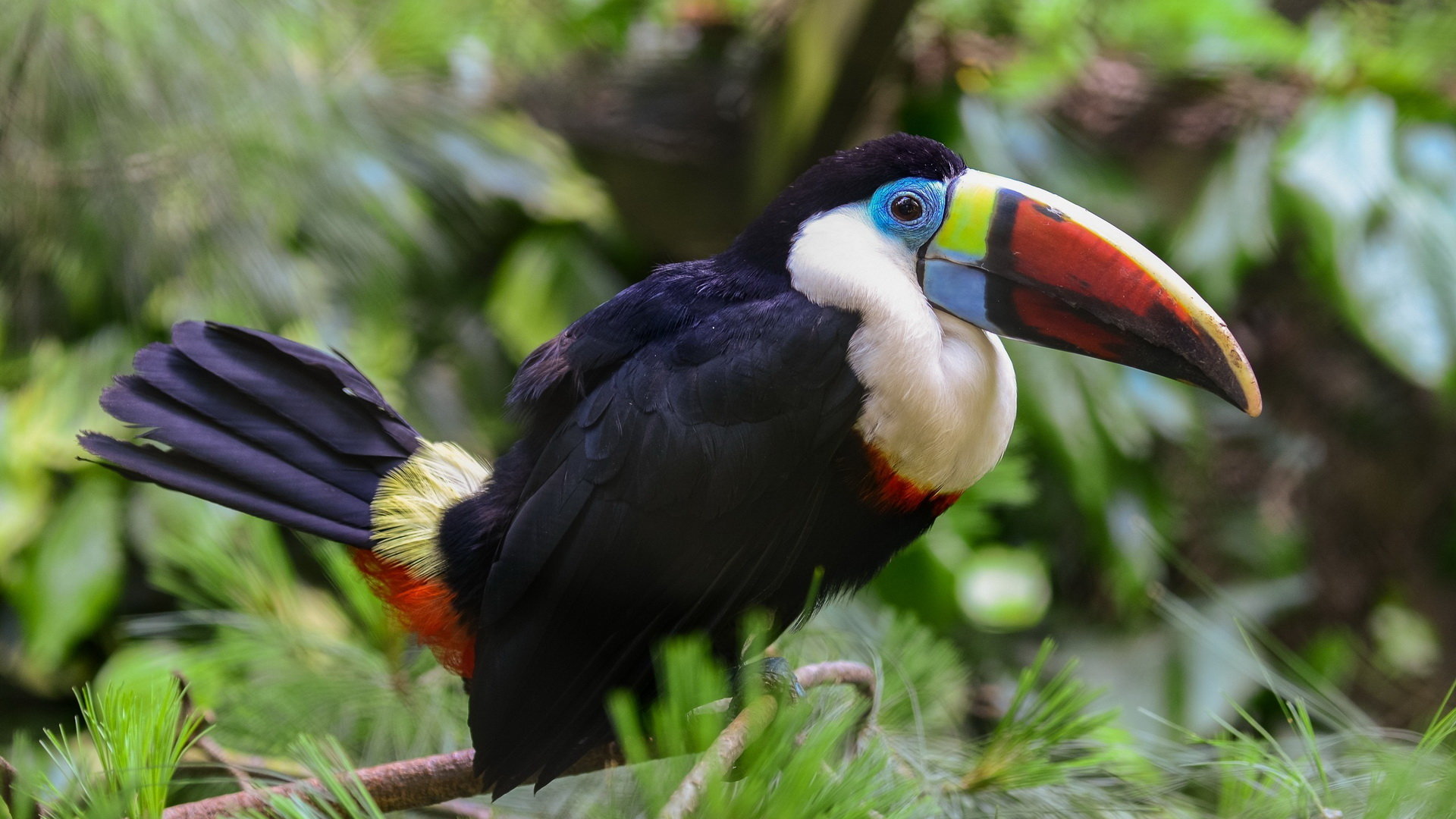 High resolution Toucan 1080p background ID:57267 for PC