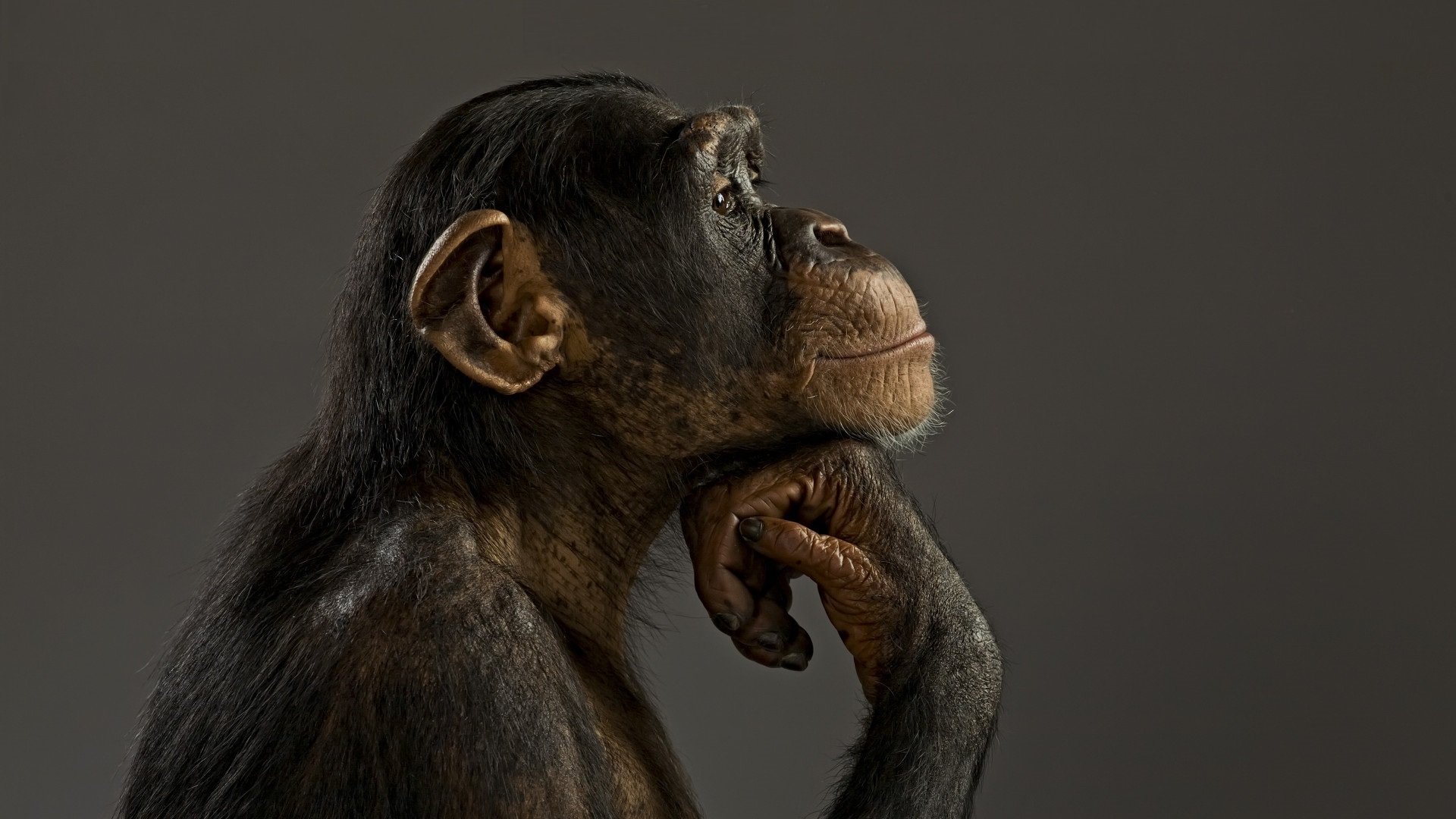 Awesome Chimpanzee free background ID:24585 for full hd 1920x1080 computer